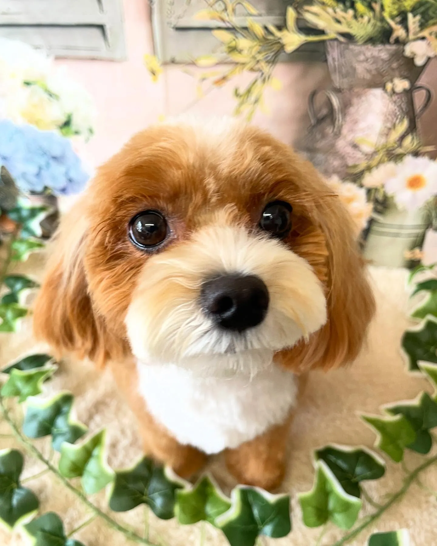 🍃今日のトリミング🍃MIX犬🐶｜名東区・千種区・守山区の動物...