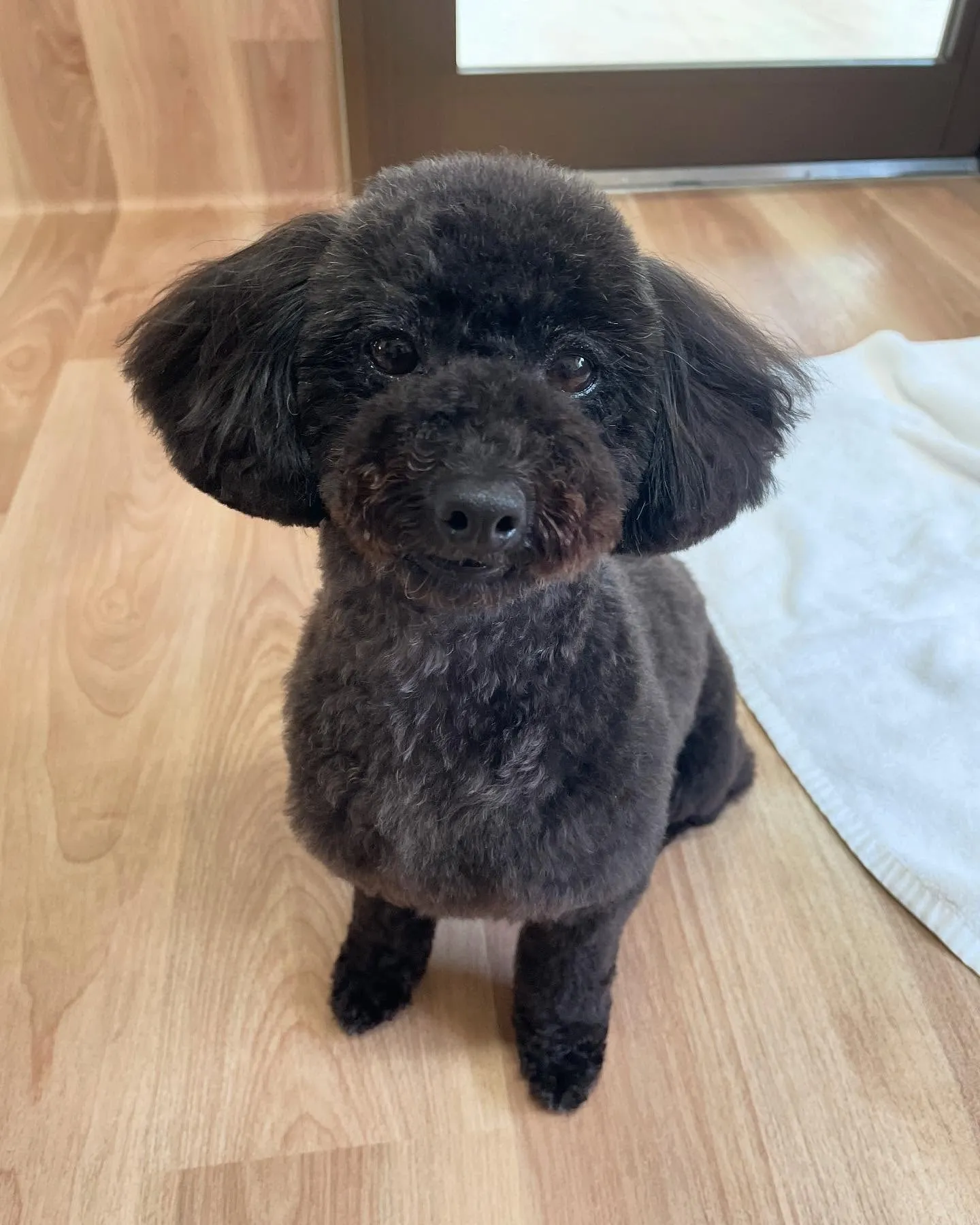 🍃今日のトリミング🍃プードル🐶｜名東区・千種区・守山区の動物...