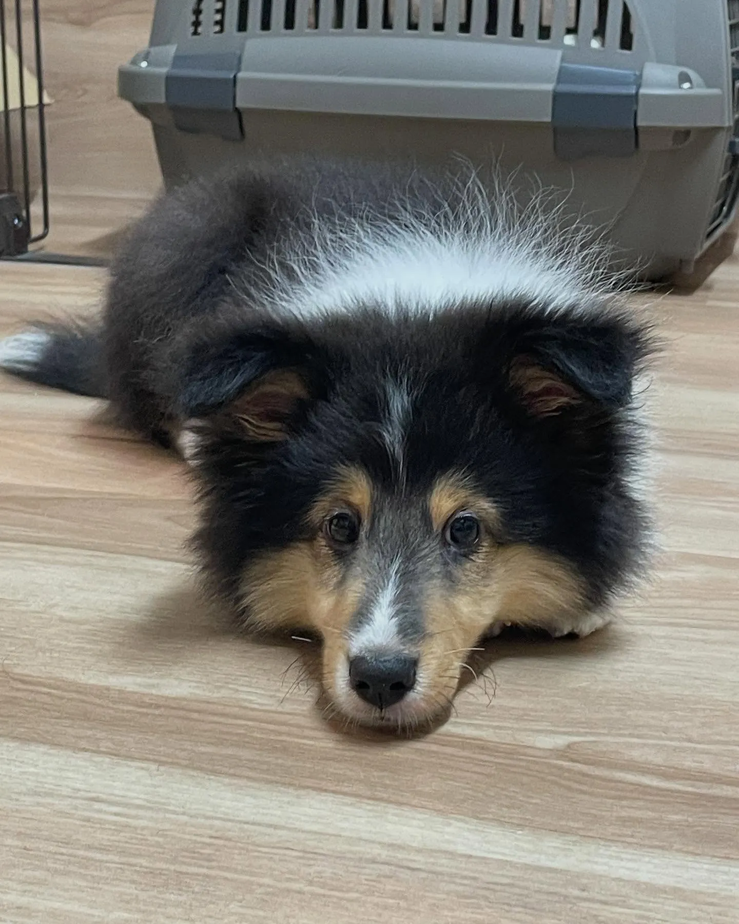 🍃今日のトリミング🍃シェルティ🐶｜名東区・千種区・守山区の動...