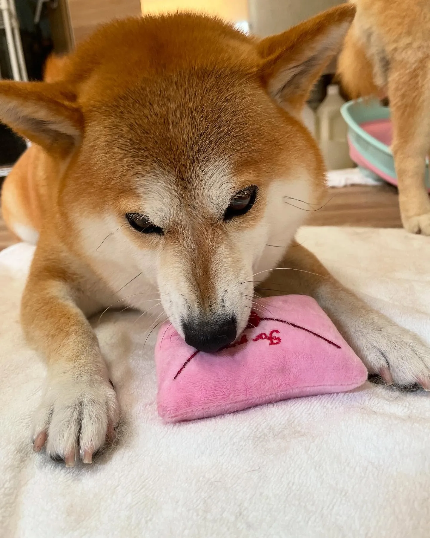 🍃今日のトリミング🍃柴犬🐶｜名東区・千種区・守山区の動物病院...