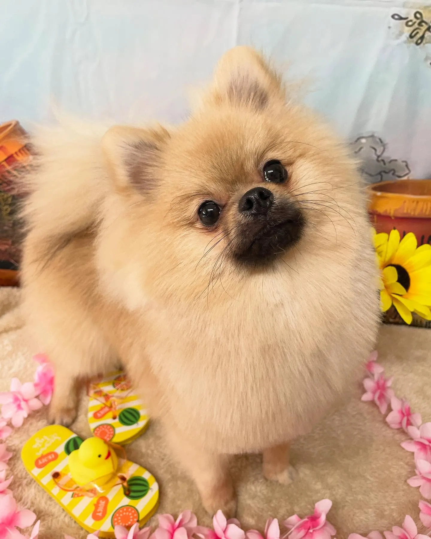 🍃今日のトリミング🍃ポメラニアン🐶｜名東区・千種区・守山区の...