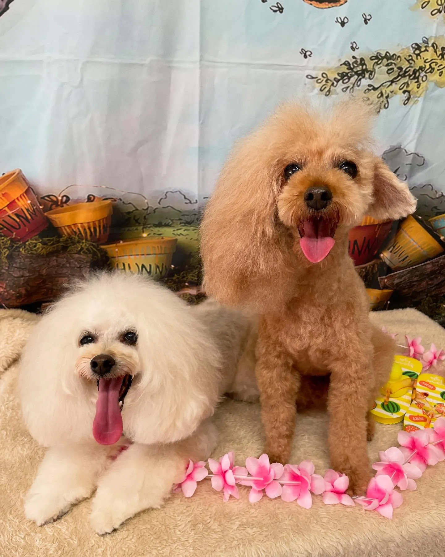 🍃今日のトリミング🍃プードル🐶｜名東区・千種区・守山区の動物...
