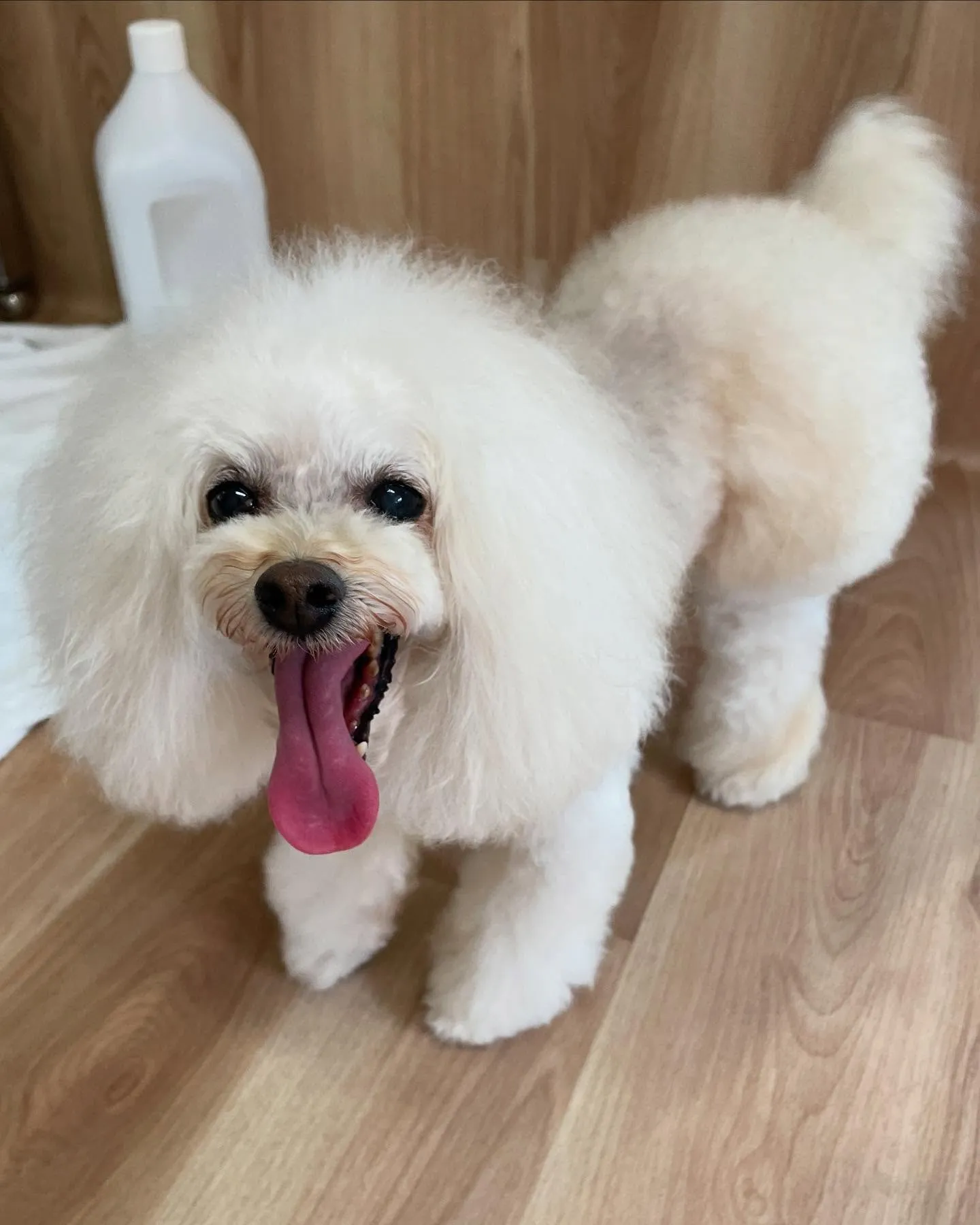 🍃今日のトリミング🍃プードル🐶｜名東区・千種区・守山区の動物...