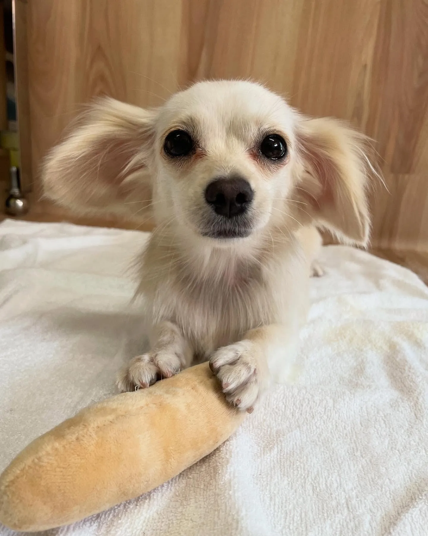 🍃今日のトリミング🍃ミックス犬🐶｜名東区・千種区・守山区の動...