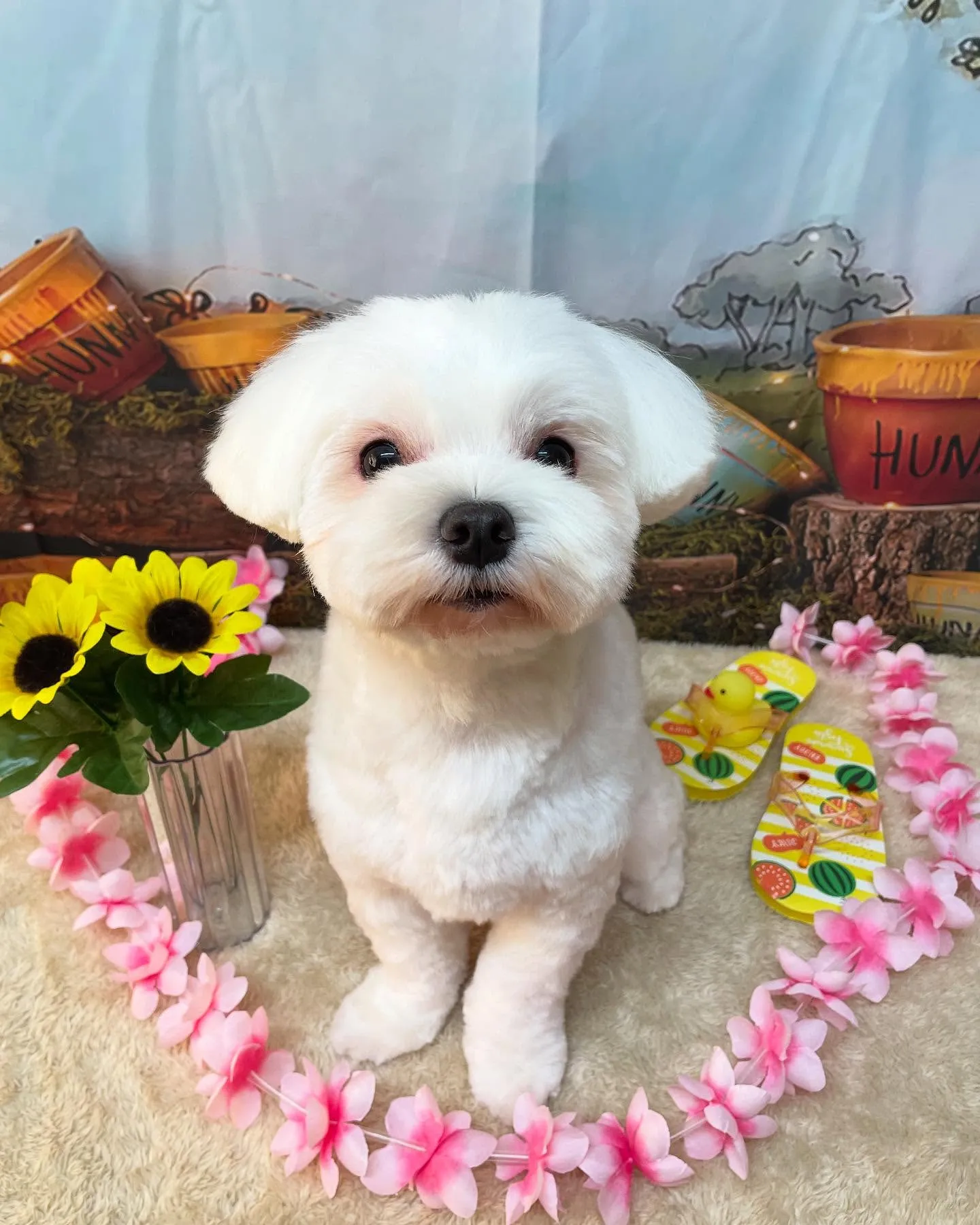 🍃今日のトリミング🍃マルチーズ🐶｜名東区・千種区・守山区の動...