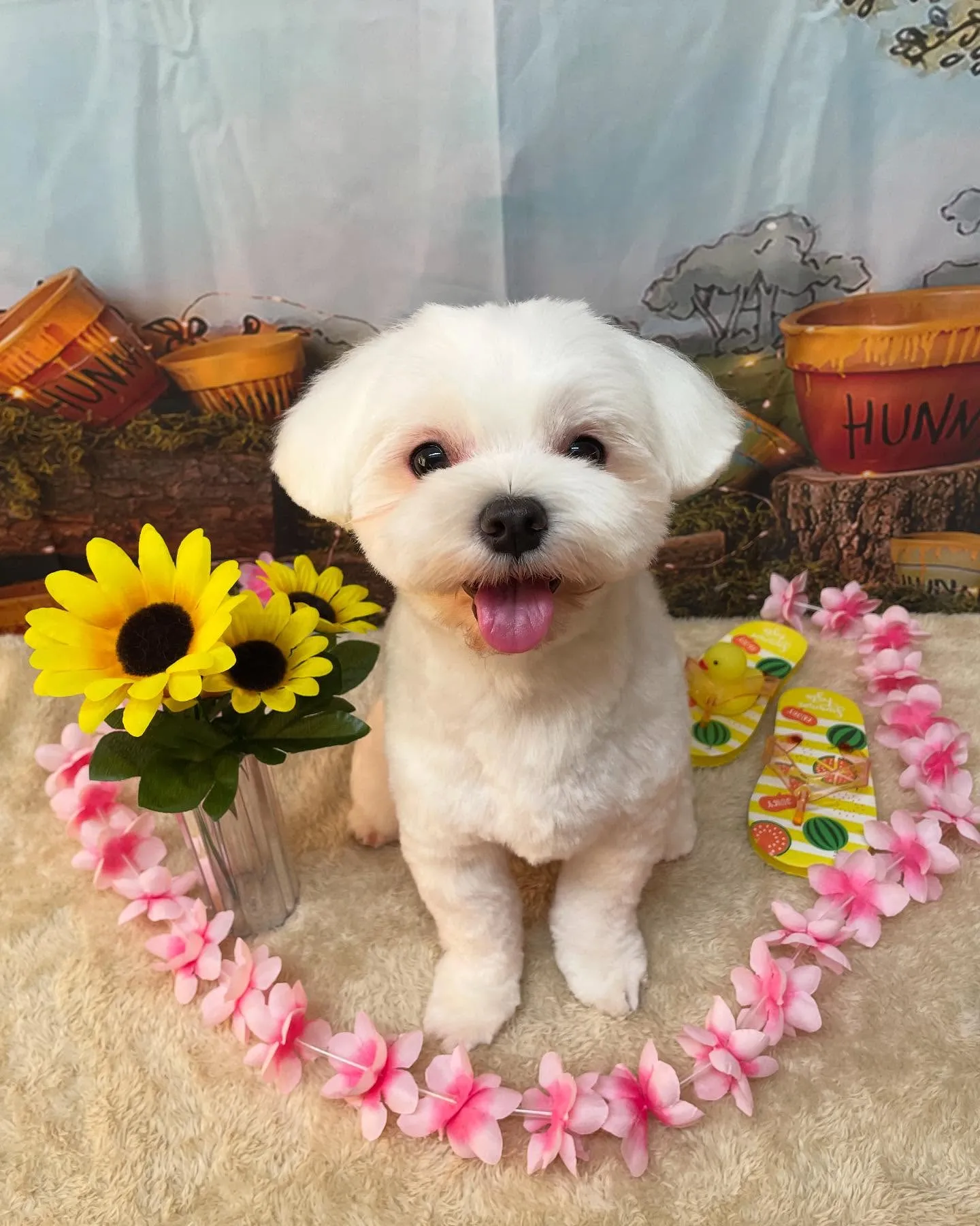 🍃今日のトリミング🍃マルチーズ🐶｜名東区・千種区・守山区の動...