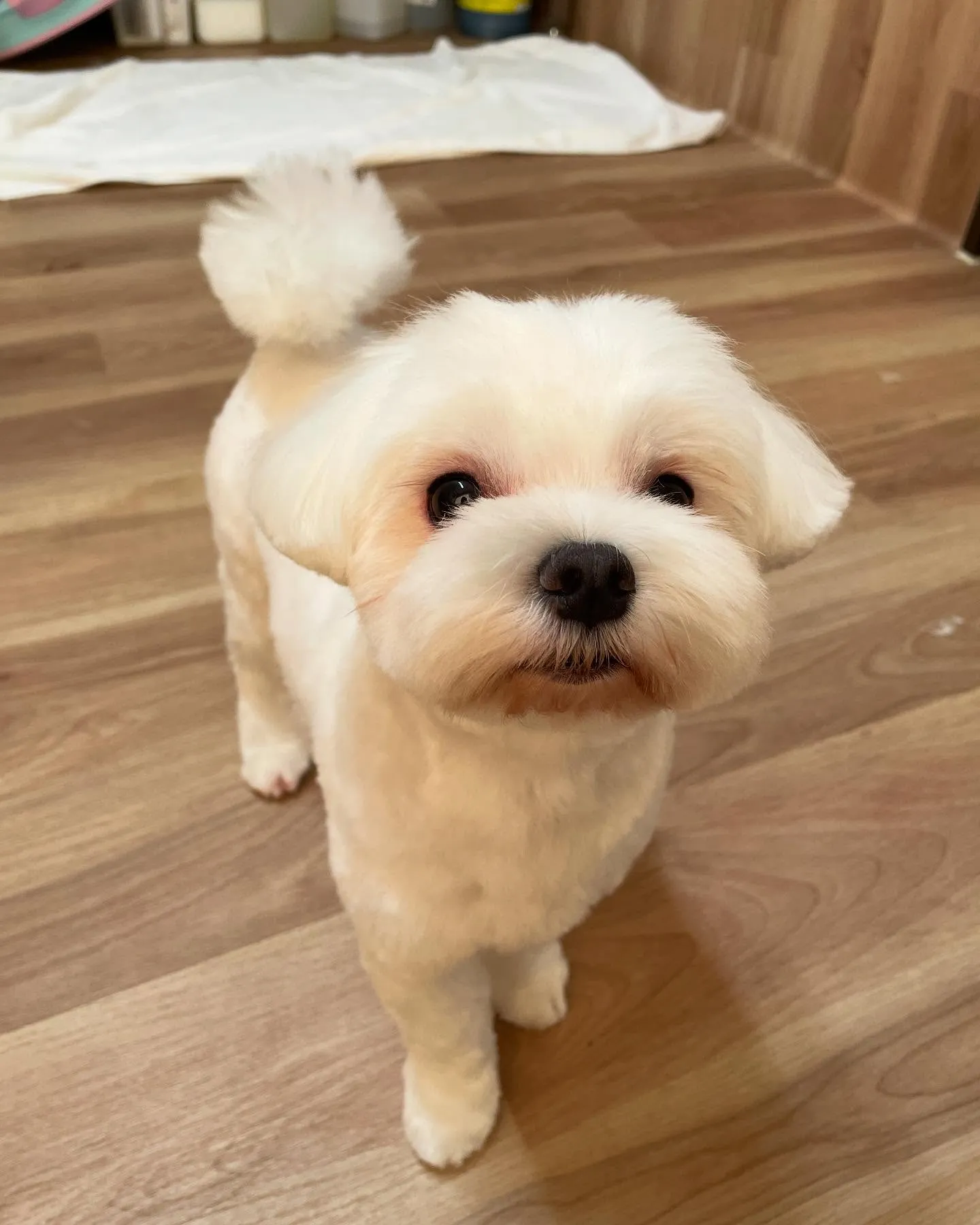 🍃今日のトリミング🍃マルチーズ🐶｜名東区・千種区・守山区の動...