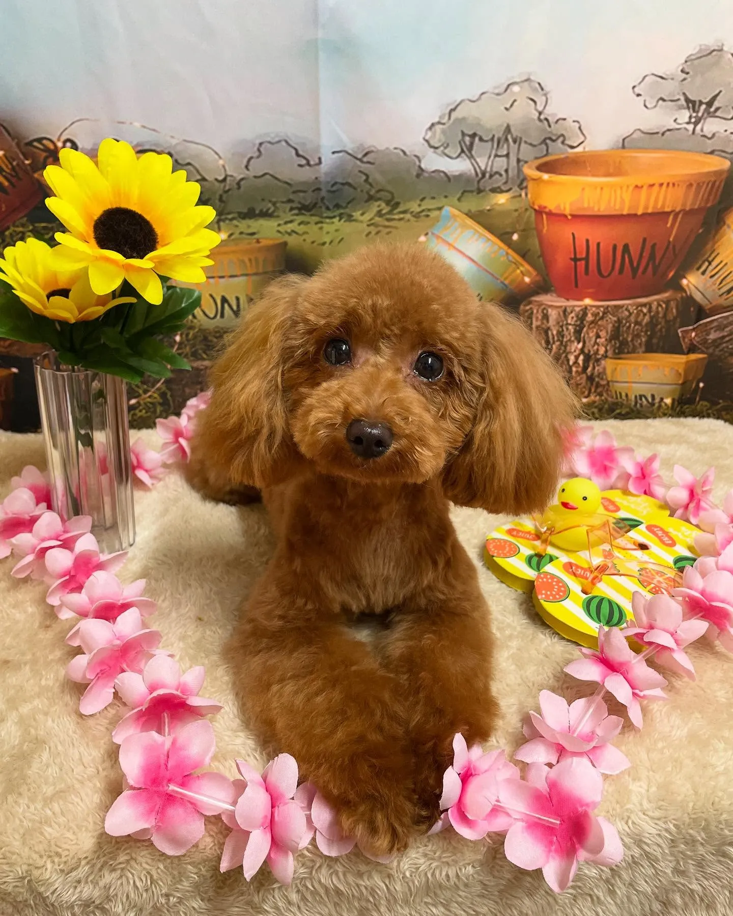 🍃今日のトリミング🍃プードル🐶｜名東区・千種区・守山区の動物...