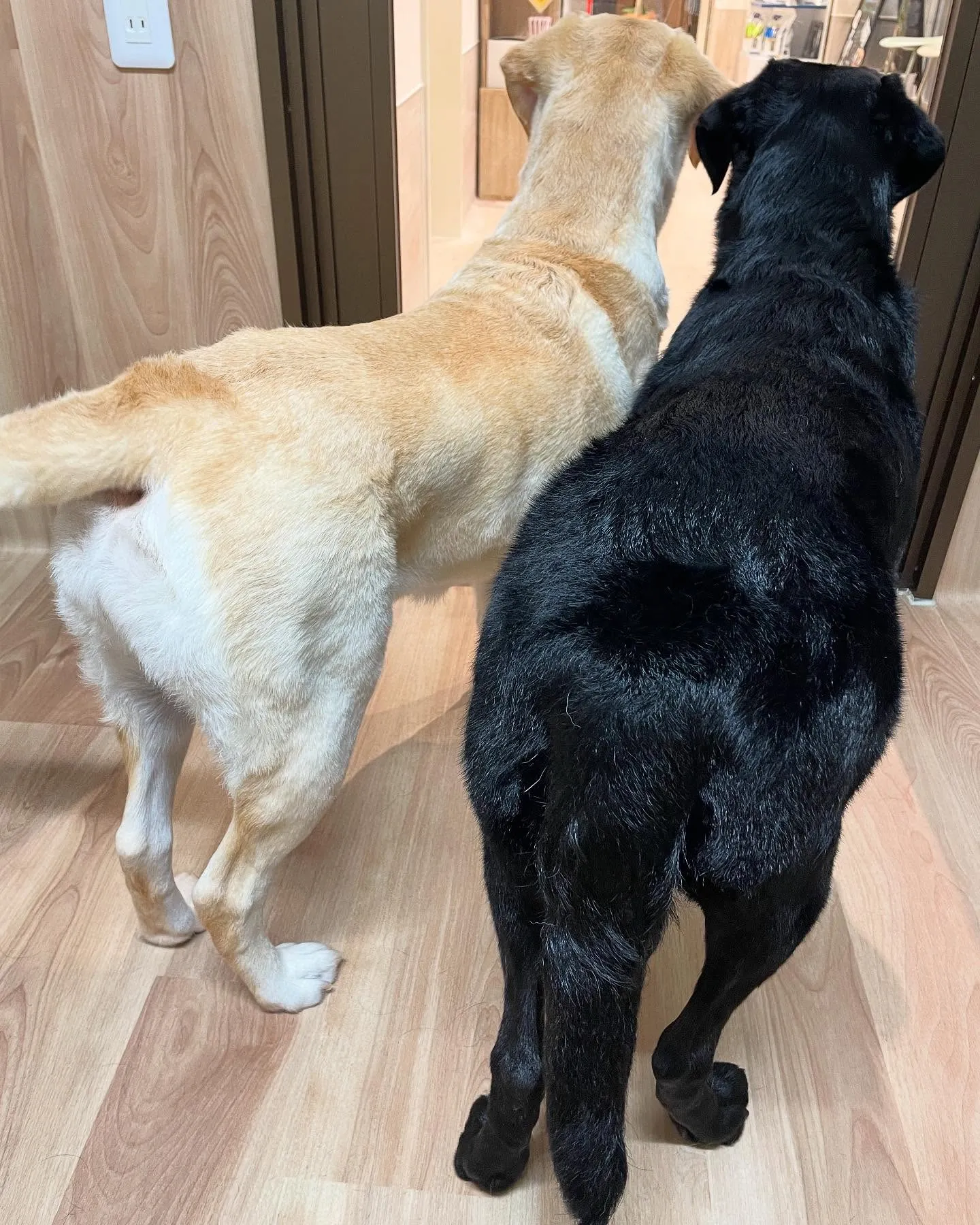 🍃今日のトリミング🍃ラブラドールレトリバー🐶｜名東区・千種区...