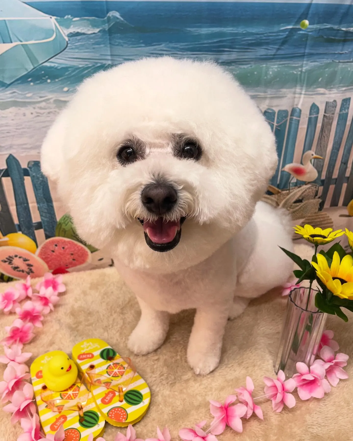 🍃今日のトリミング🍃ビションフリーゼ🐶｜名東区・千種区・守山...