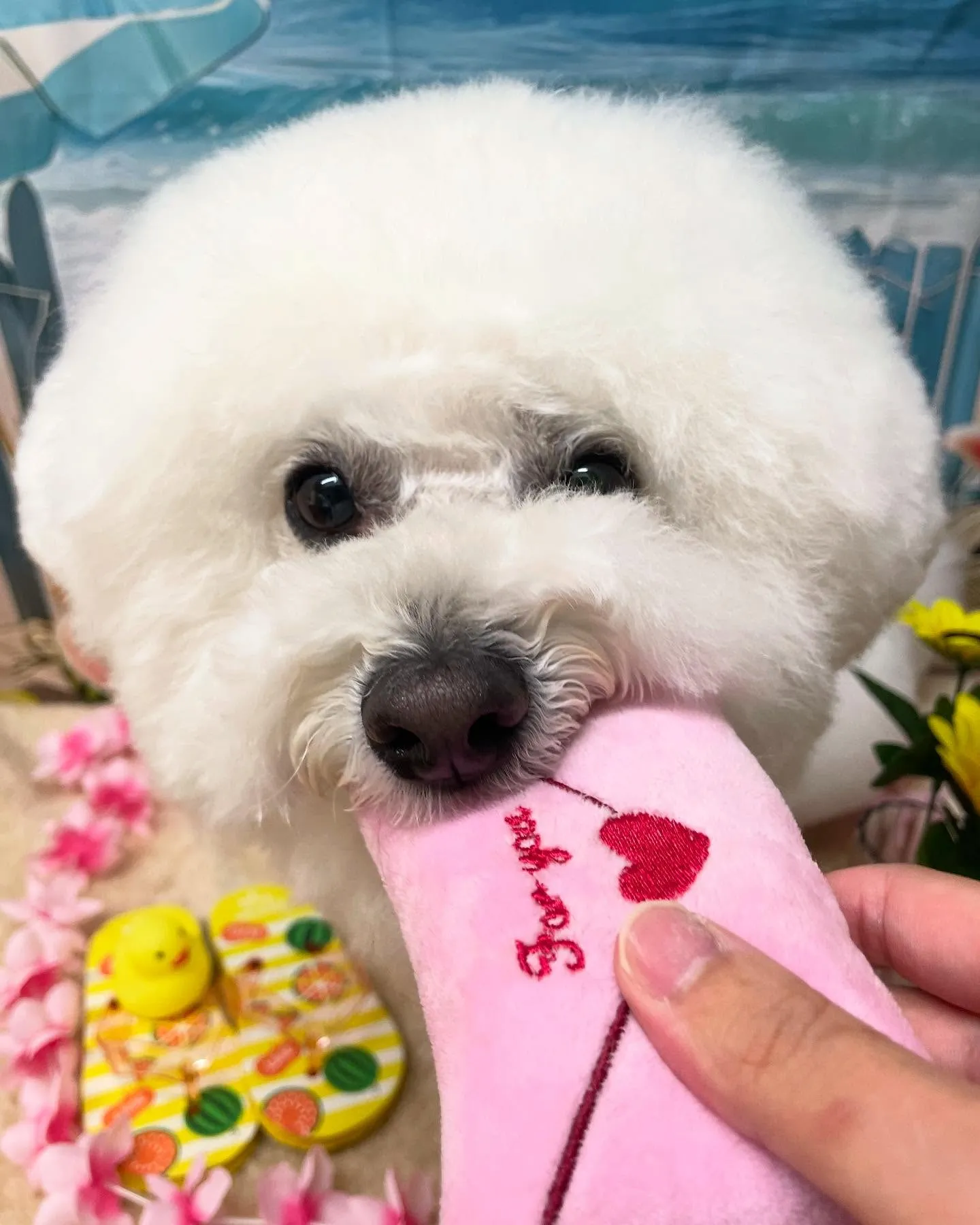 🍃今日のトリミング🍃ビションフリーゼ🐶｜名東区・千種区・守山...