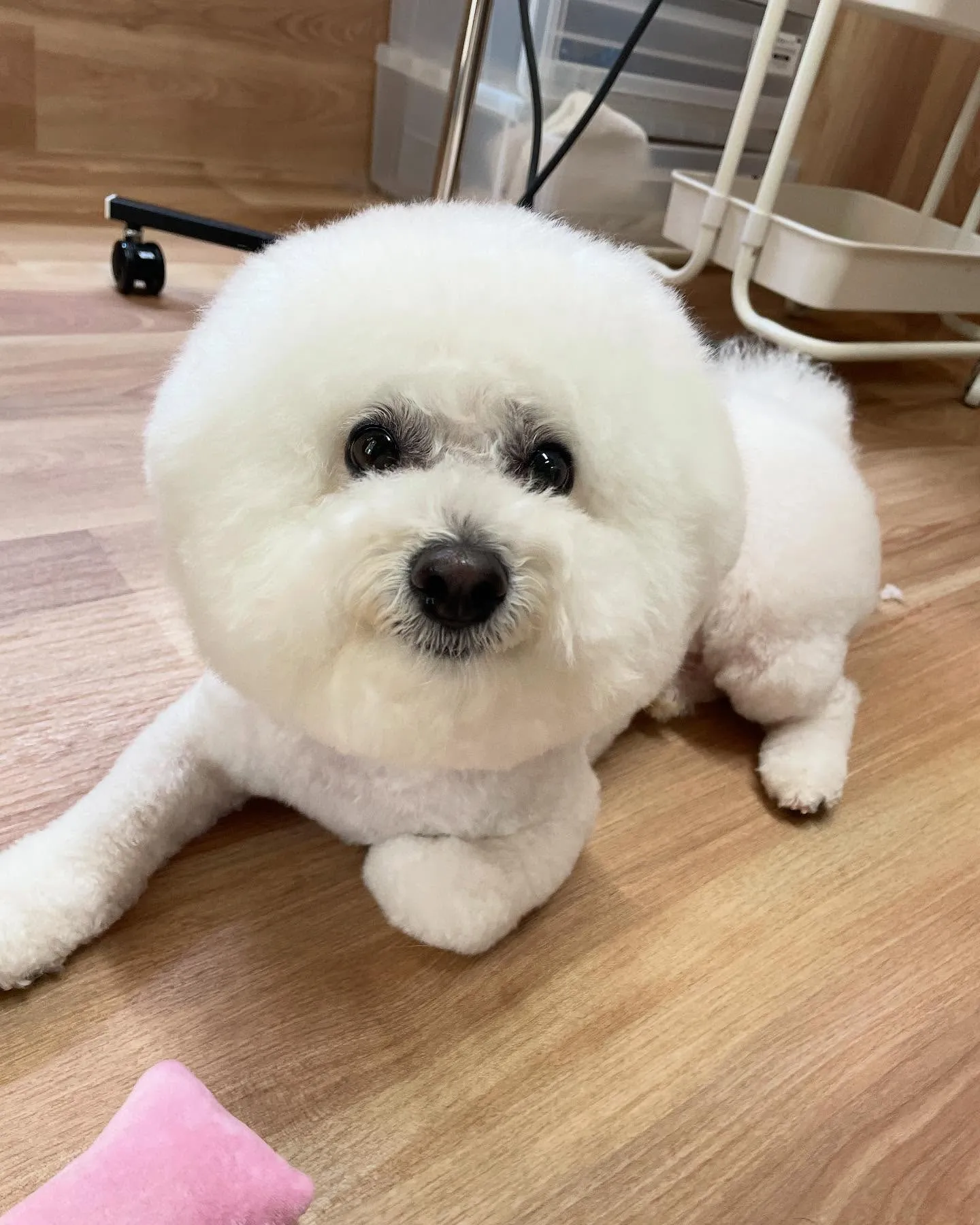 🍃今日のトリミング🍃ビションフリーゼ🐶｜名東区・千種区・守山...