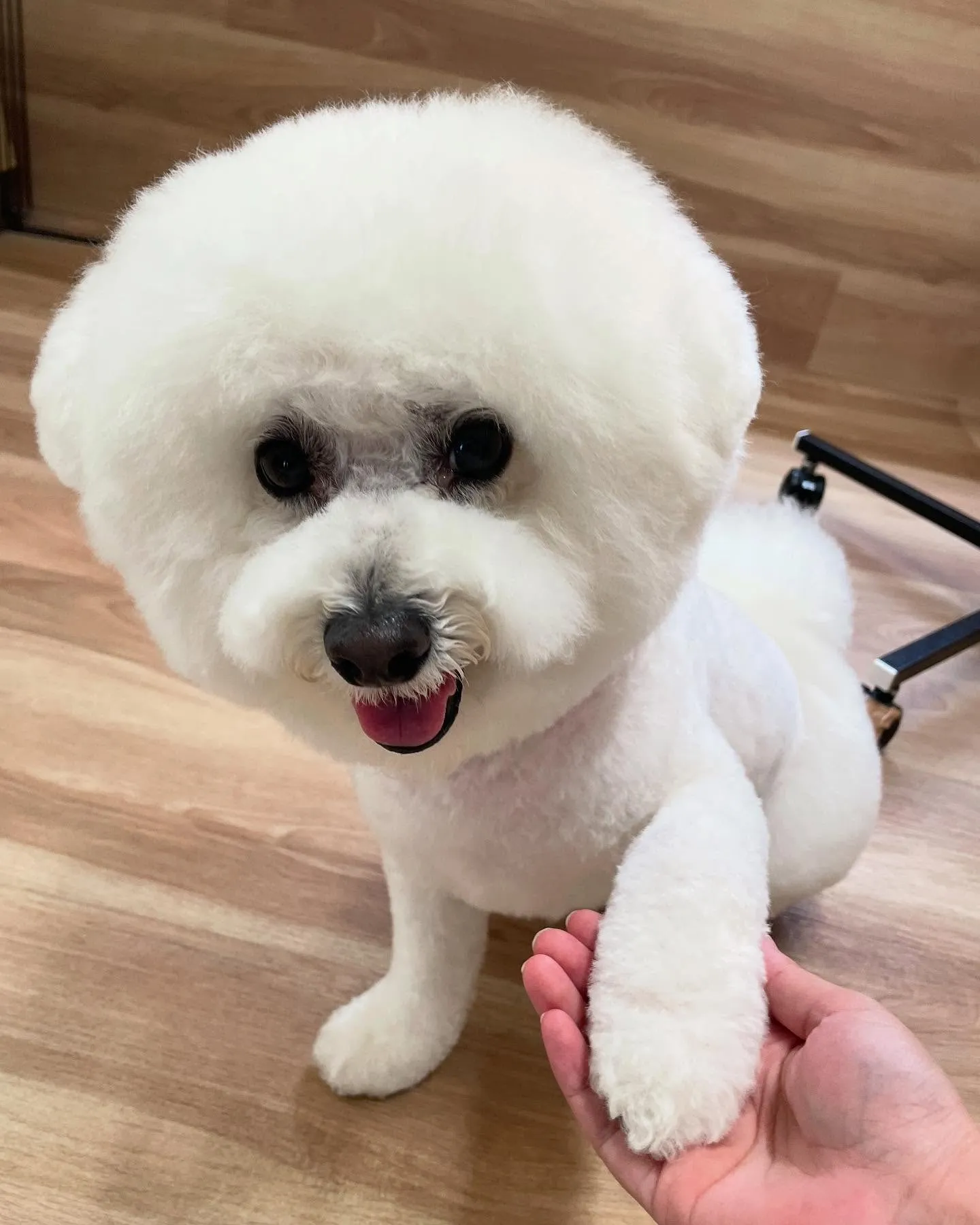 🍃今日のトリミング🍃ビションフリーゼ🐶｜名東区・千種区・守山...