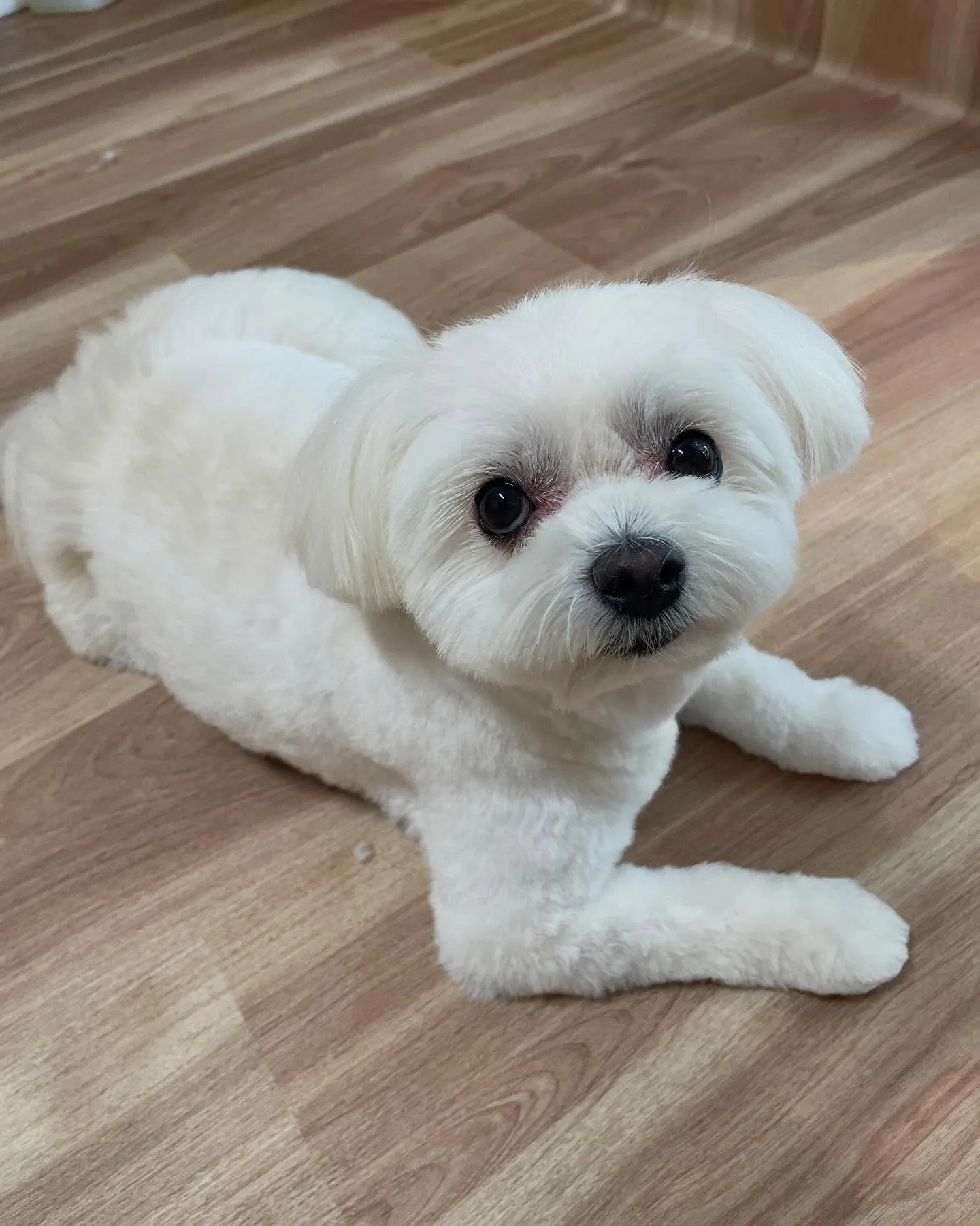 🍃今日のトリミング🍃ミックス犬🐶｜名東区・千種区・守山区の動...