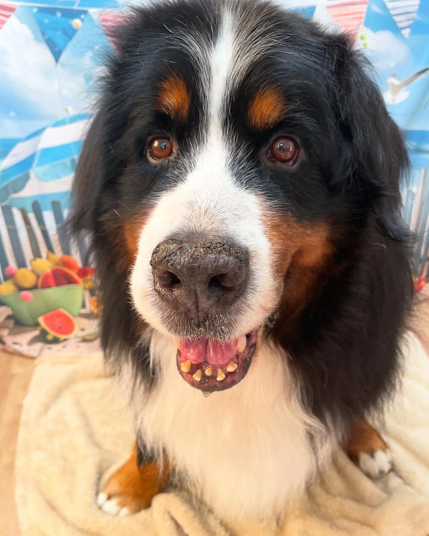 🍃今日のトリミング🍃バーニーズマウンテンドッグ🐶｜名東区・千...