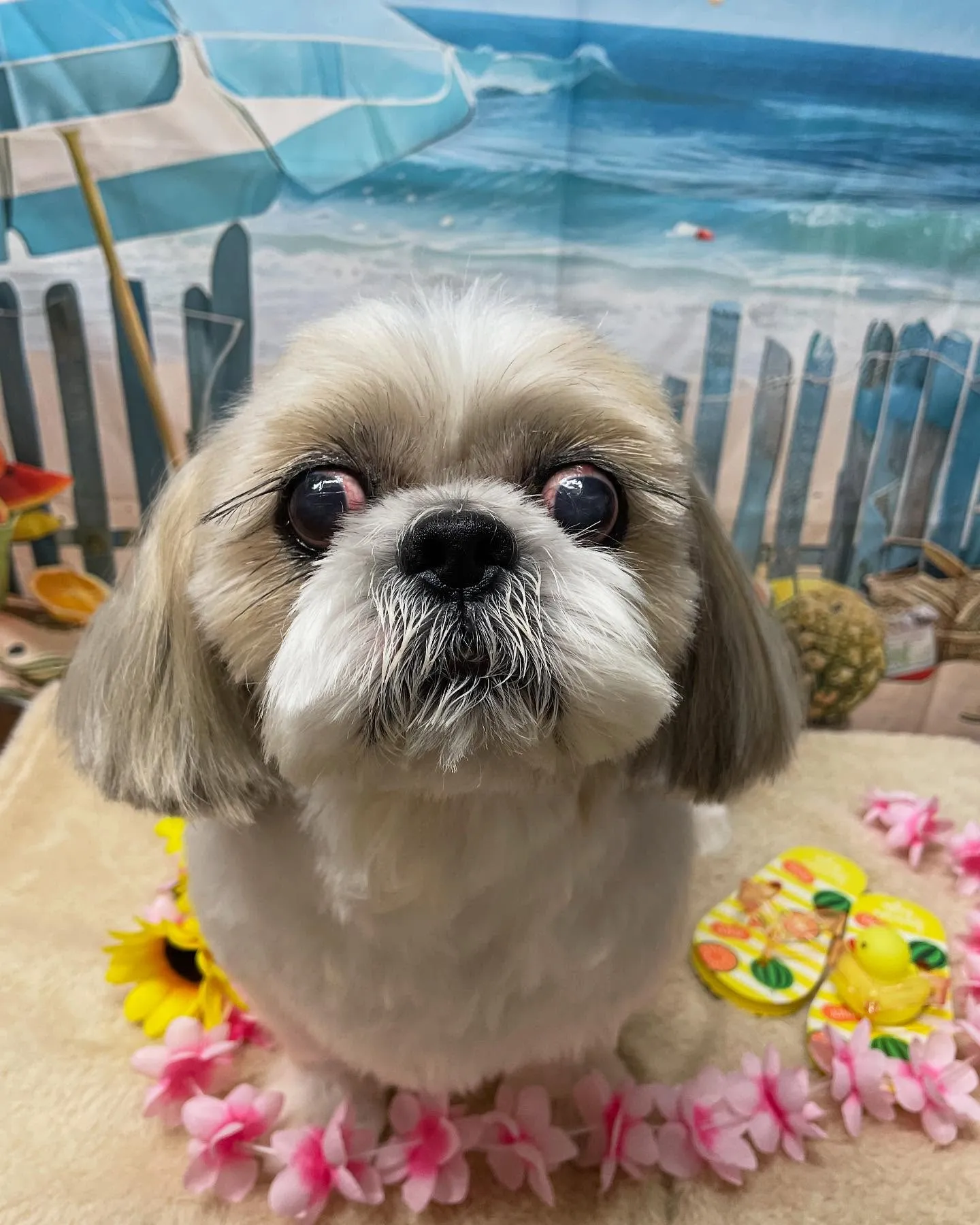 🍃今日のトリミング🍃シーズー🐶｜名東区・千種区・守山区の動物...