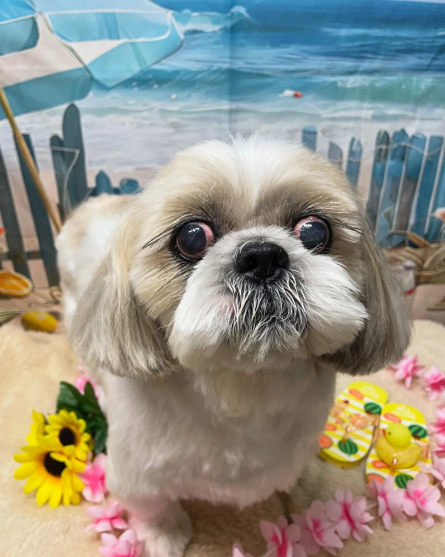 🍃今日のトリミング🍃シーズー🐶｜名東区・千種区・守山区の動物...