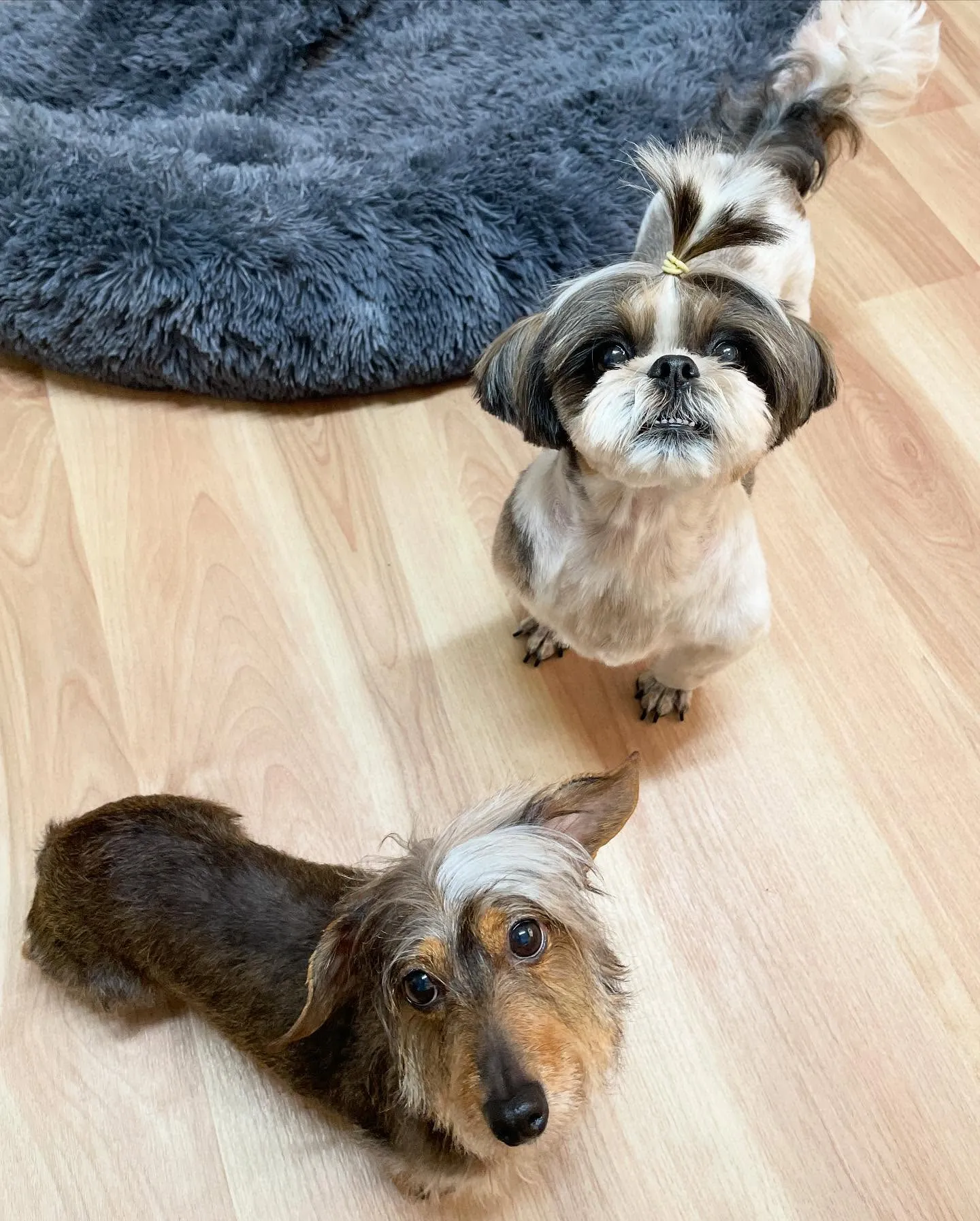 🍃今日のトリミング🍃ダックス🐶シーズー🐶｜名東区・千種区・守...