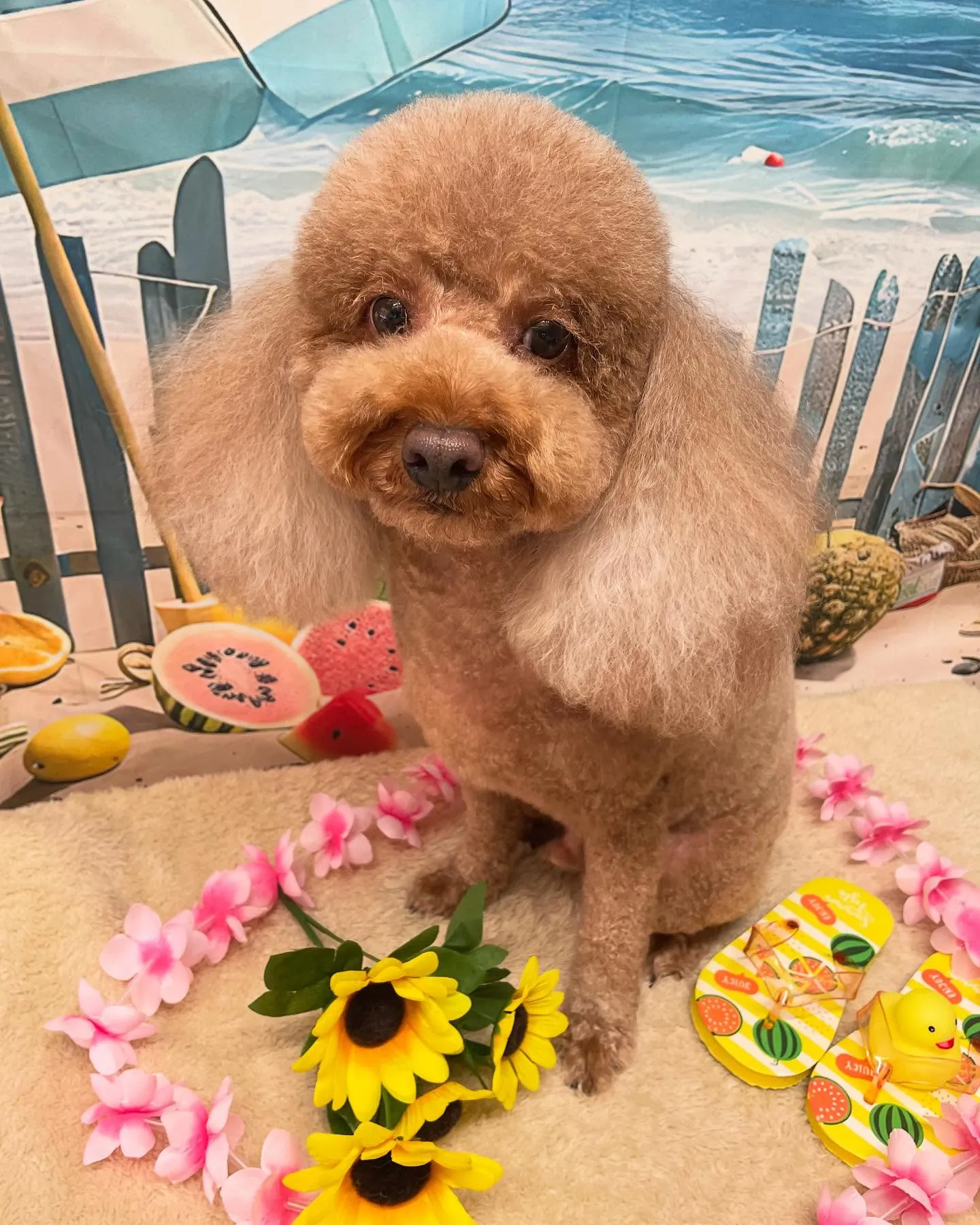 🍃今日のトリミング🍃プードル🐶｜名東区・千種区・守山区の動物...