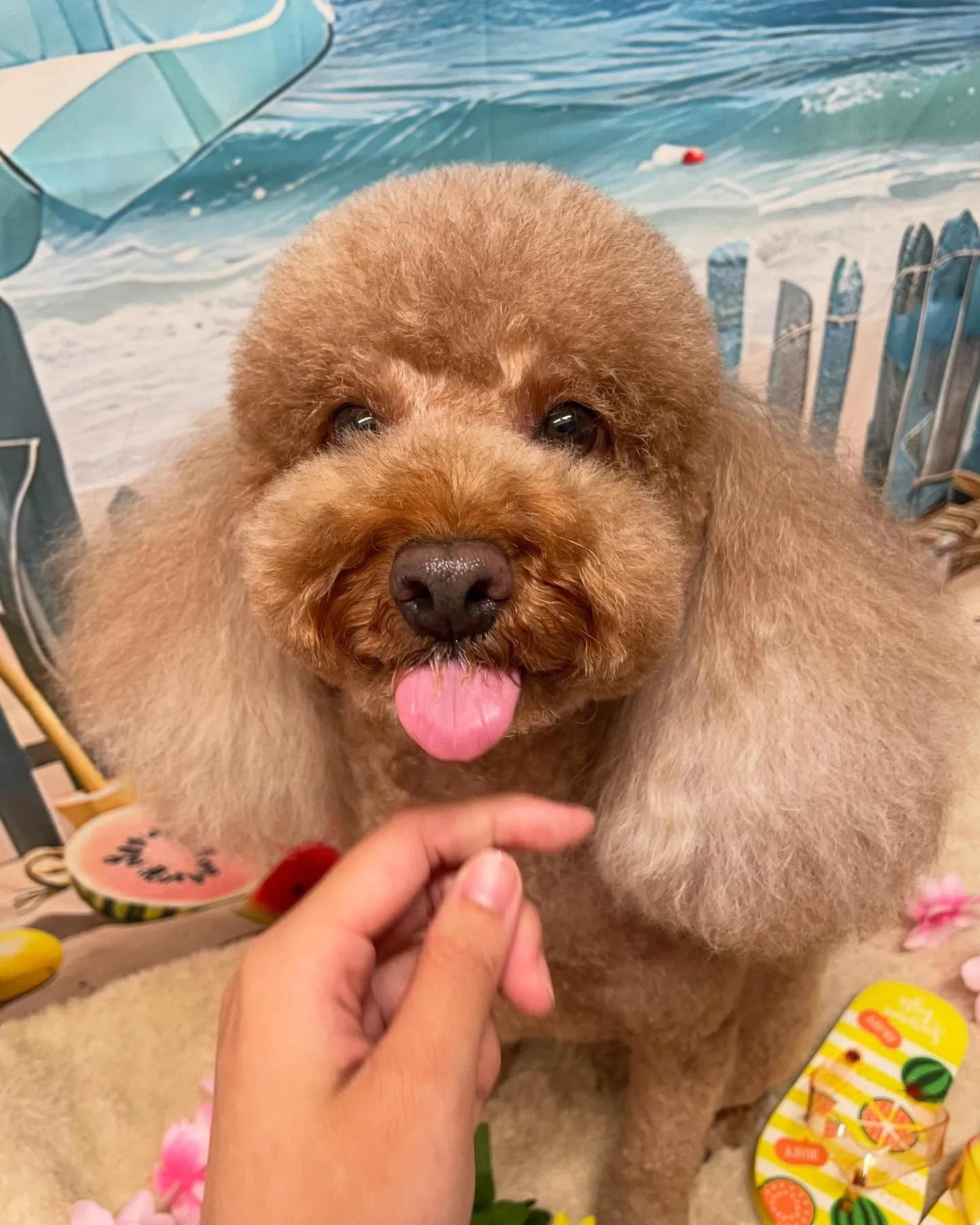 🍃今日のトリミング🍃プードル🐶｜名東区・千種区・守山区の動物...