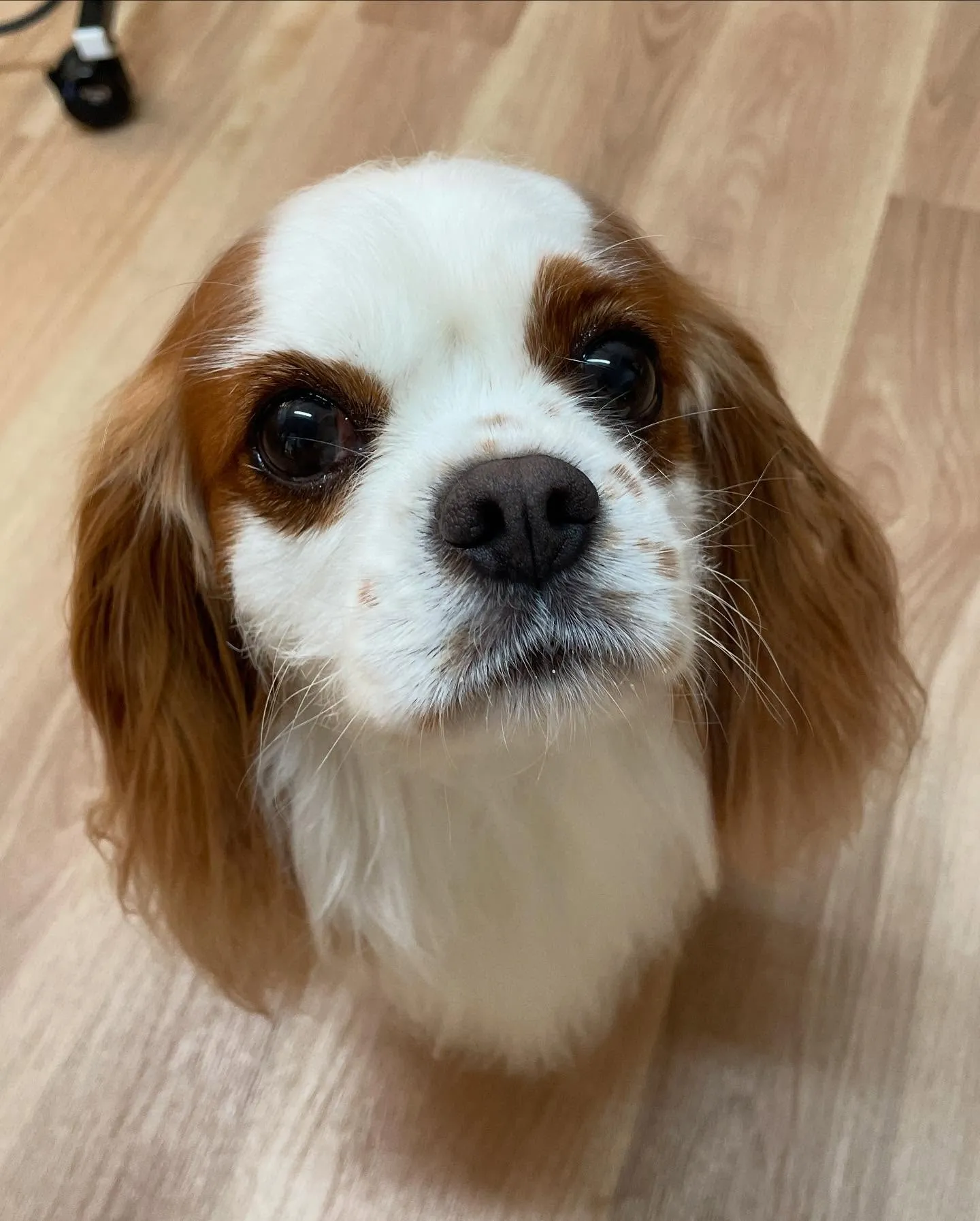 🍃今日のトリミング🍃キャバリア🐶｜名東区・千種区・守山区の動...