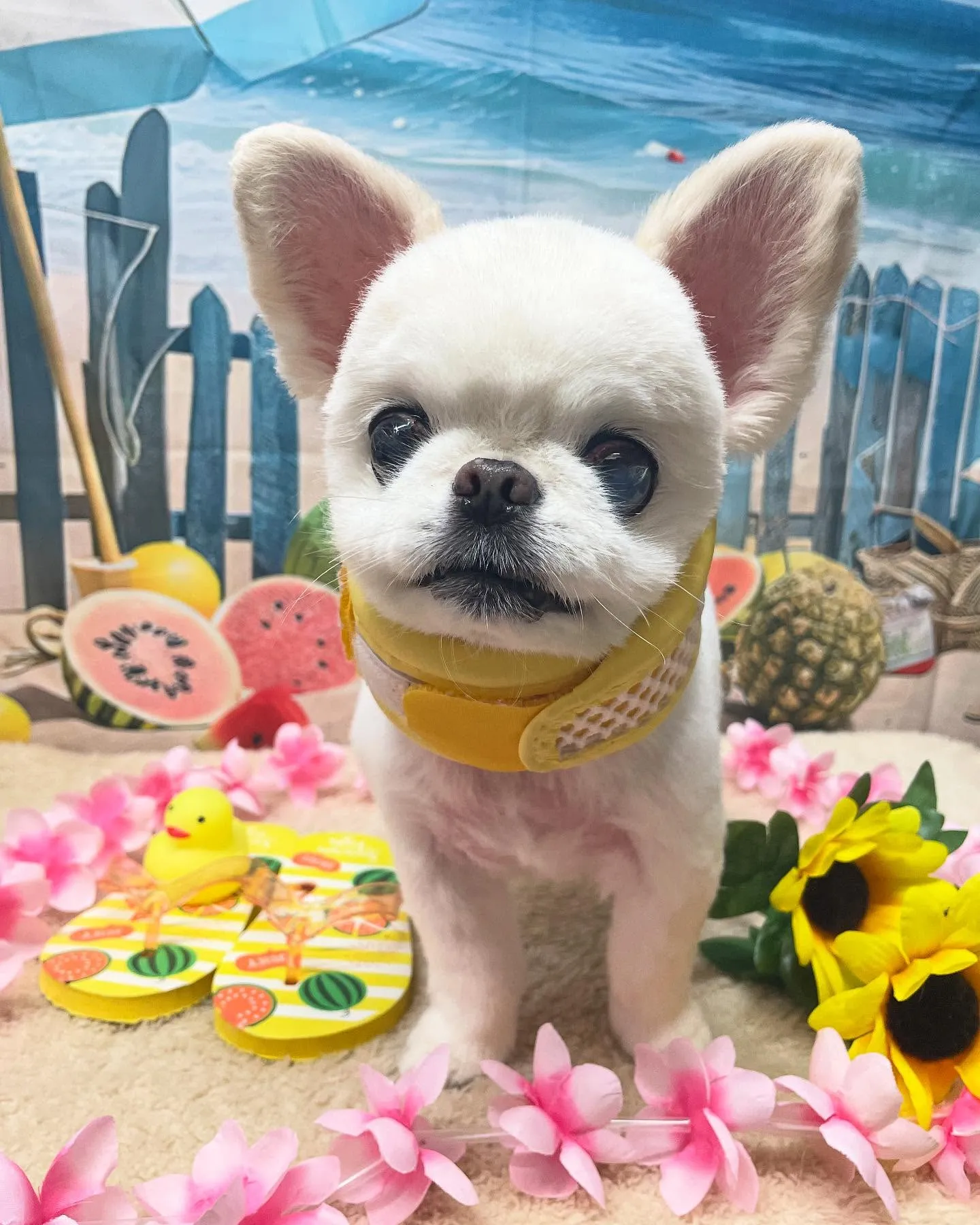 🍃今日のトリミング🍃ミックス犬🐶｜名東区・千種区・守山区の動...