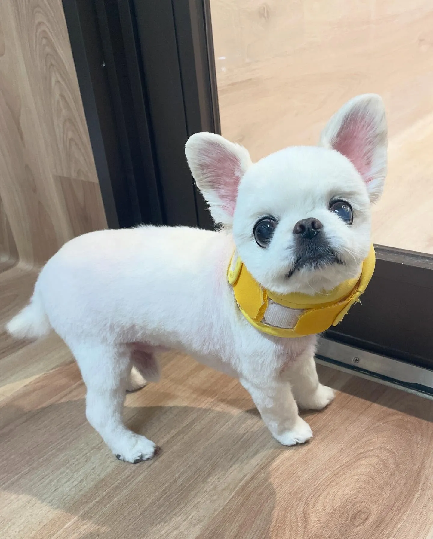 🍃今日のトリミング🍃ミックス犬🐶｜名東区・千種区・守山区の動...