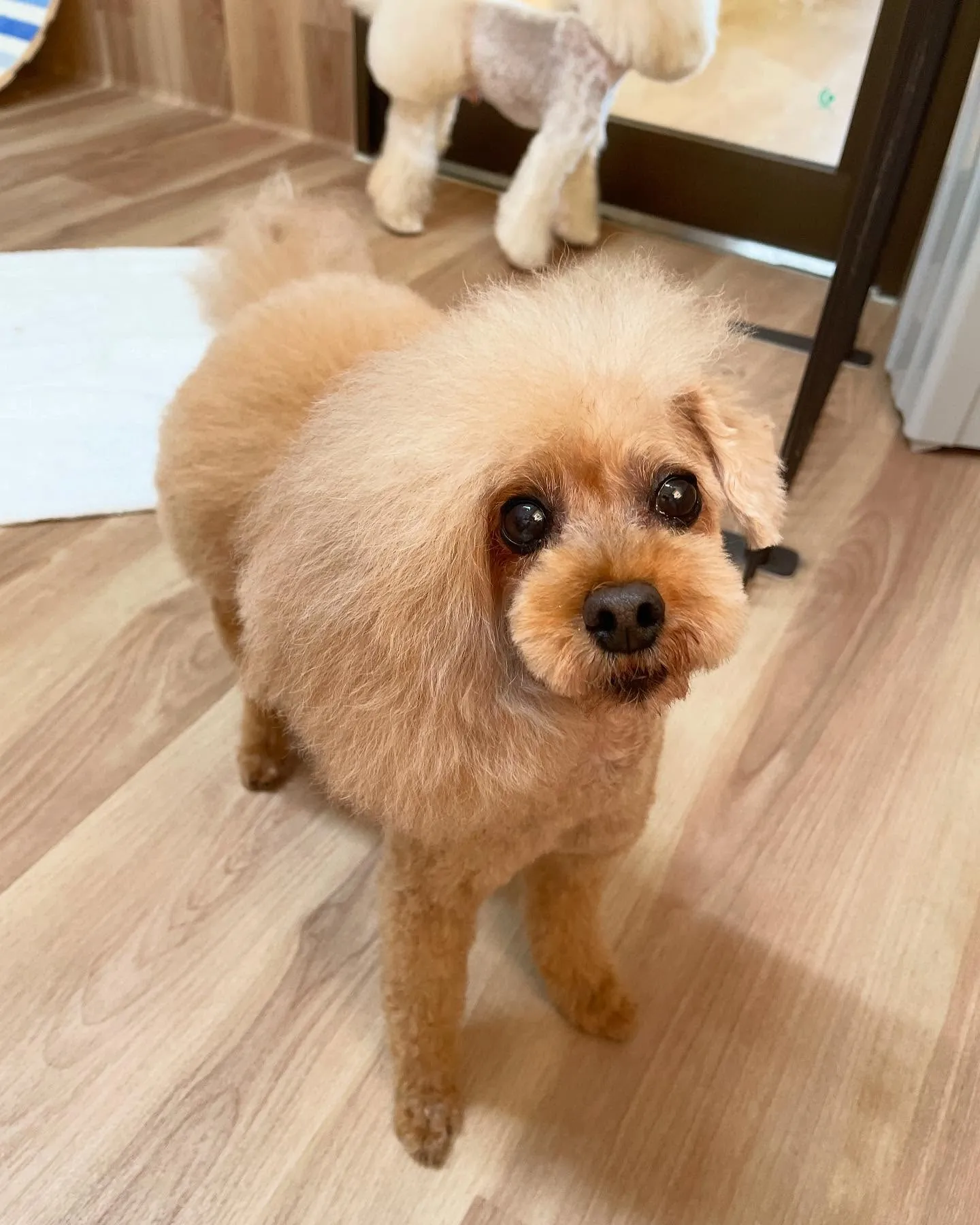 🍃今日のトリミング🍃プードル🐶｜名東区・千種区・守山区の動物...
