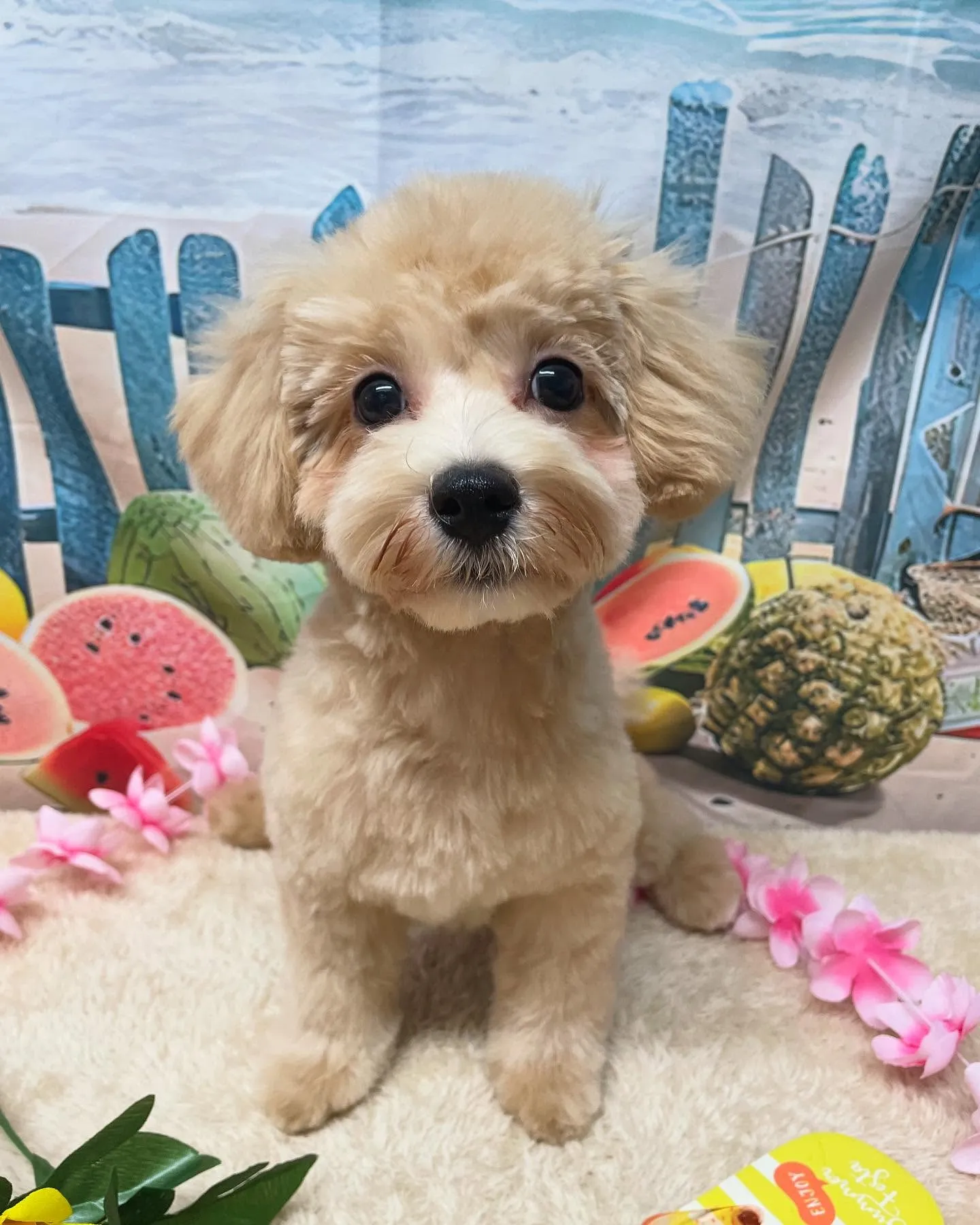 🍃今日のトリミング🍃MIX犬🐶｜名東区・千種区・守山区の動物...