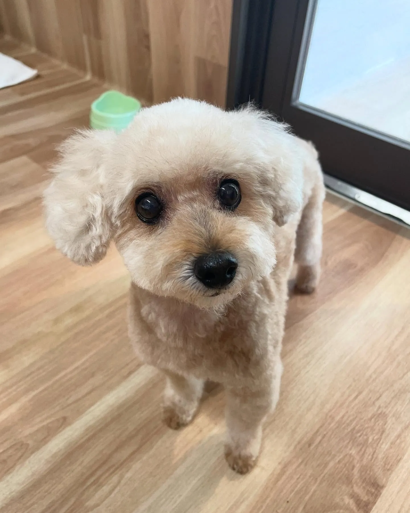 🍃今日のトリミング🍃プードル🐶｜名東区・千種区・守山区の動物...