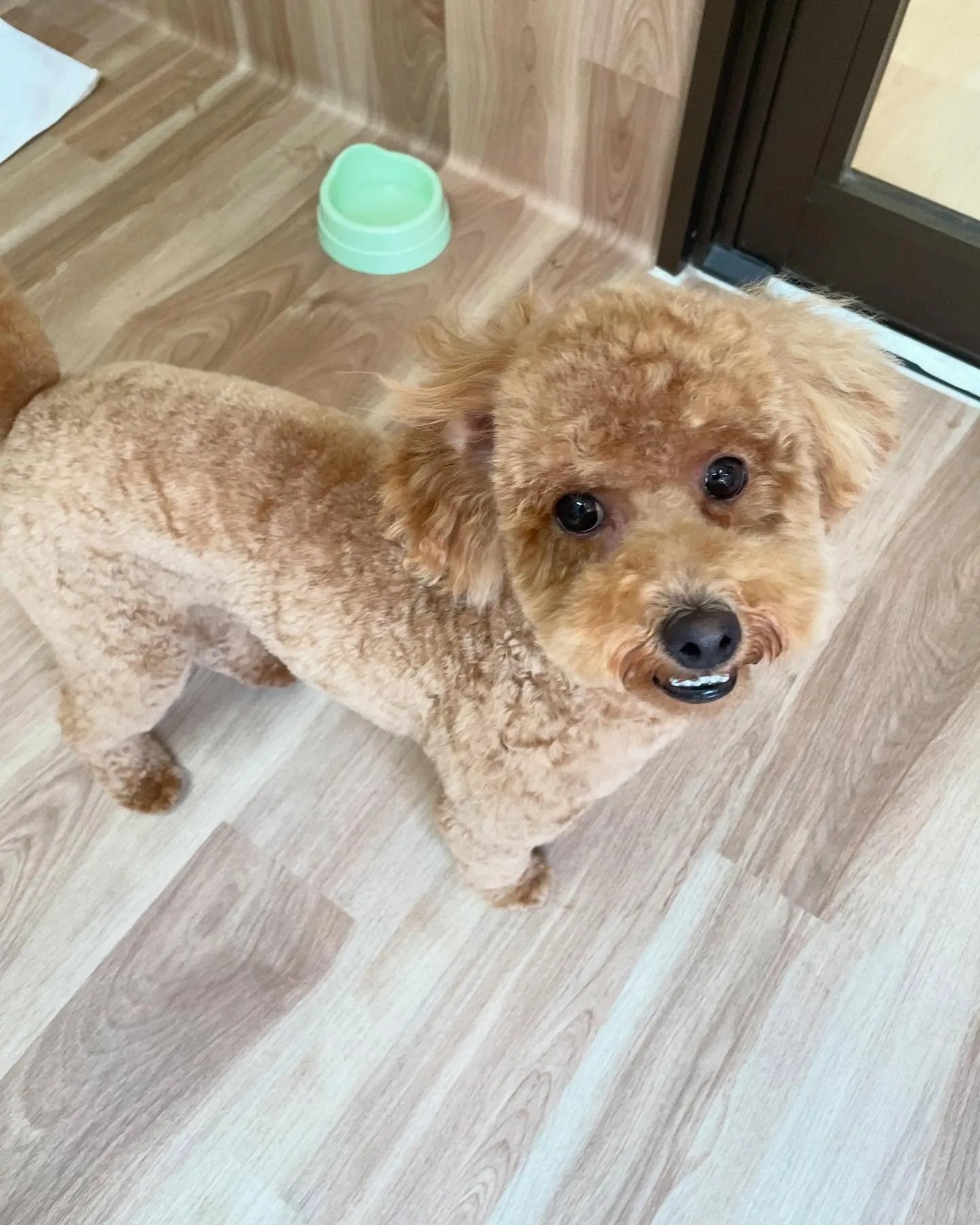 🍃今日のトリミング🍃プードル🐶｜名東区・千種区・守山区の動物...