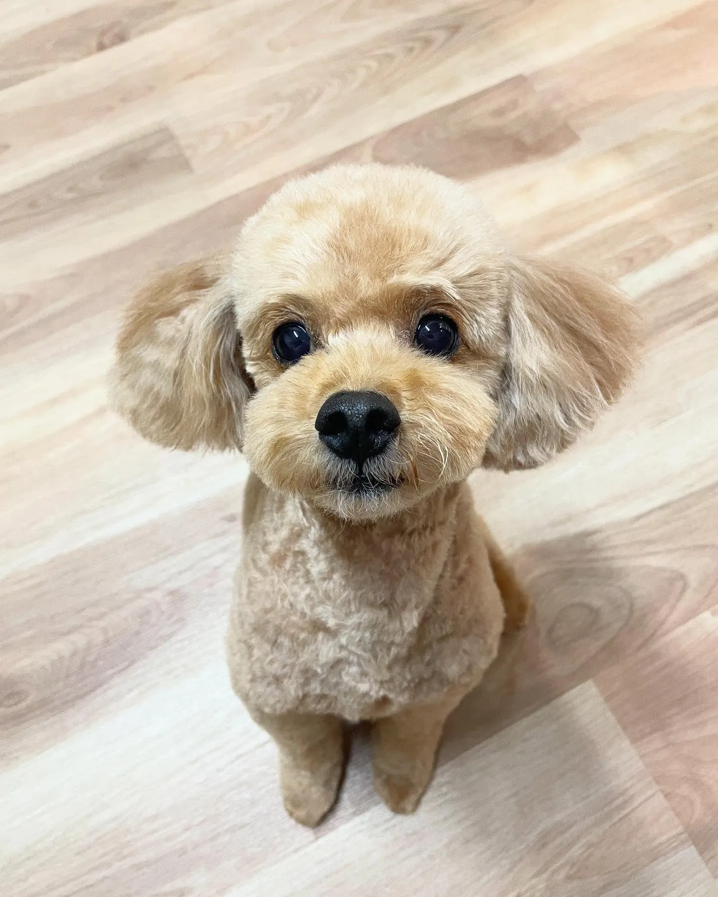 🍃今日のトリミング🍃プードル🐶｜名東区・千種区・守山区の動物...