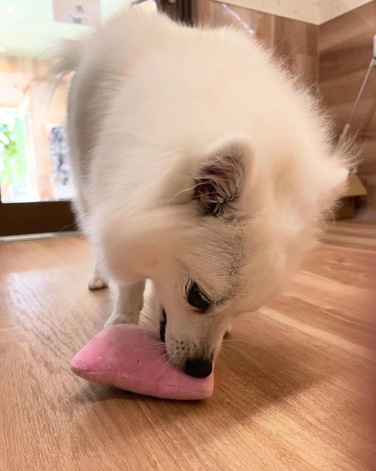 🍃今日のトリミング🍃スピッツ🐶｜名東区・千種区・守山区の動物...