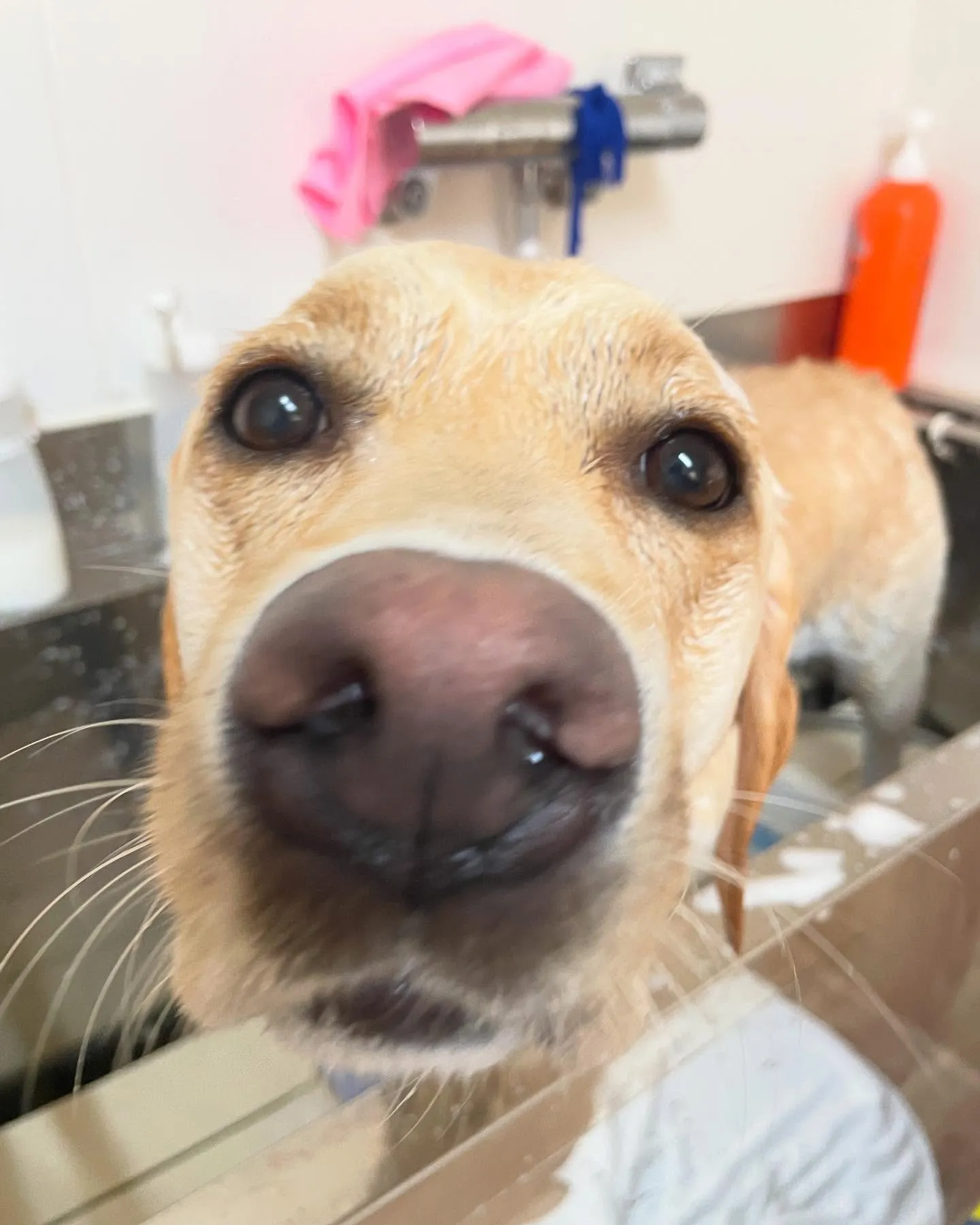 🍃今日のトリミング🍃ラブラドールレトリバー🐶｜名東区・千種区...