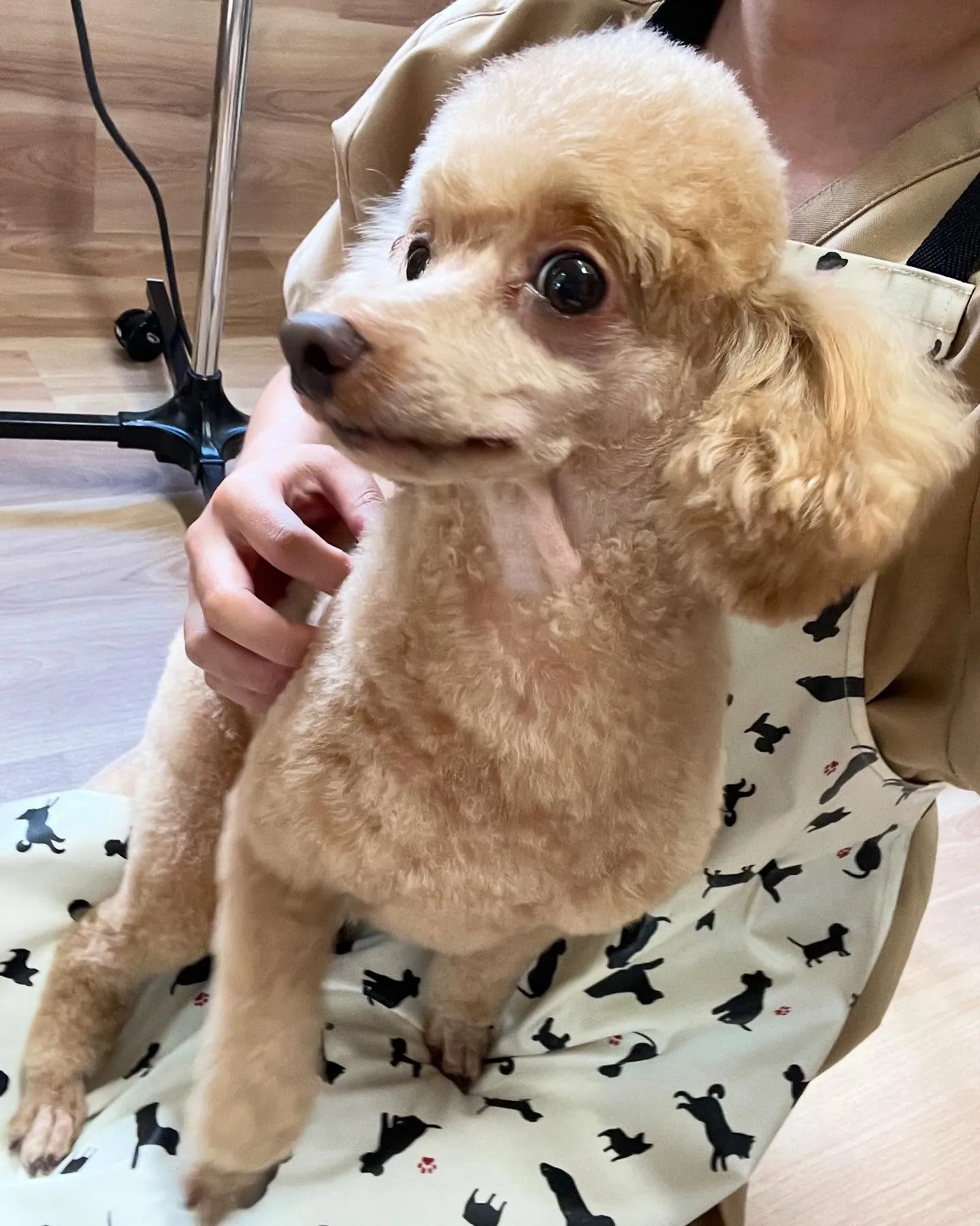 🍃今日のトリミング🍃プードル🐶｜名東区・千種区・守山区の動物...