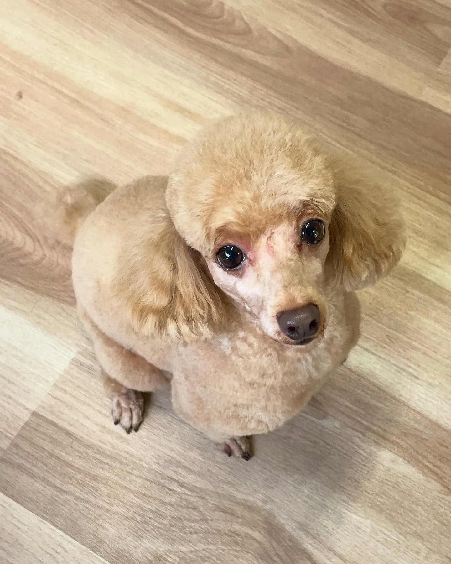 🍃今日のトリミング🍃プードル🐶｜名東区・千種区・守山区の動物...
