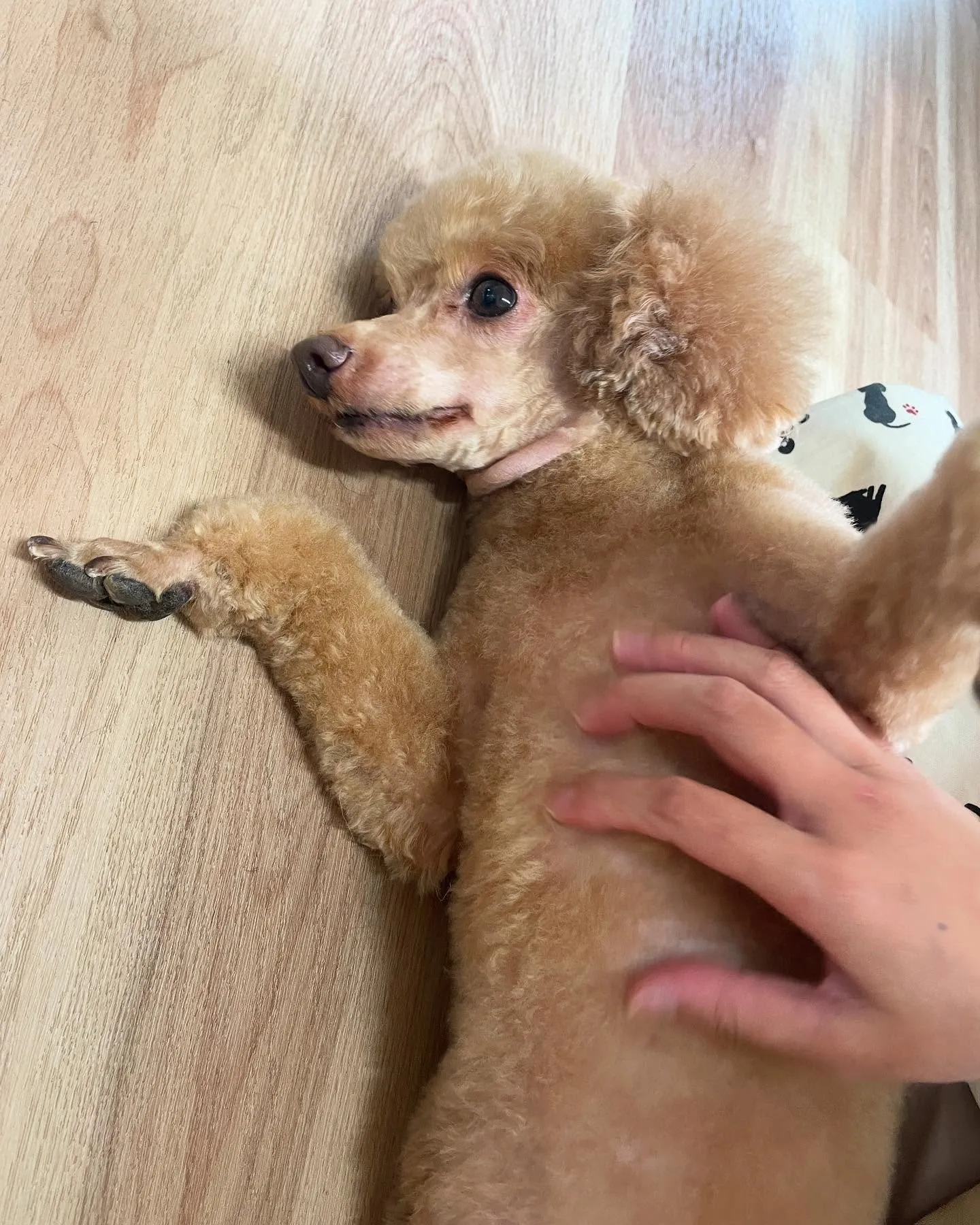 🍃今日のトリミング🍃プードル🐶｜名東区・千種区・守山区の動物...