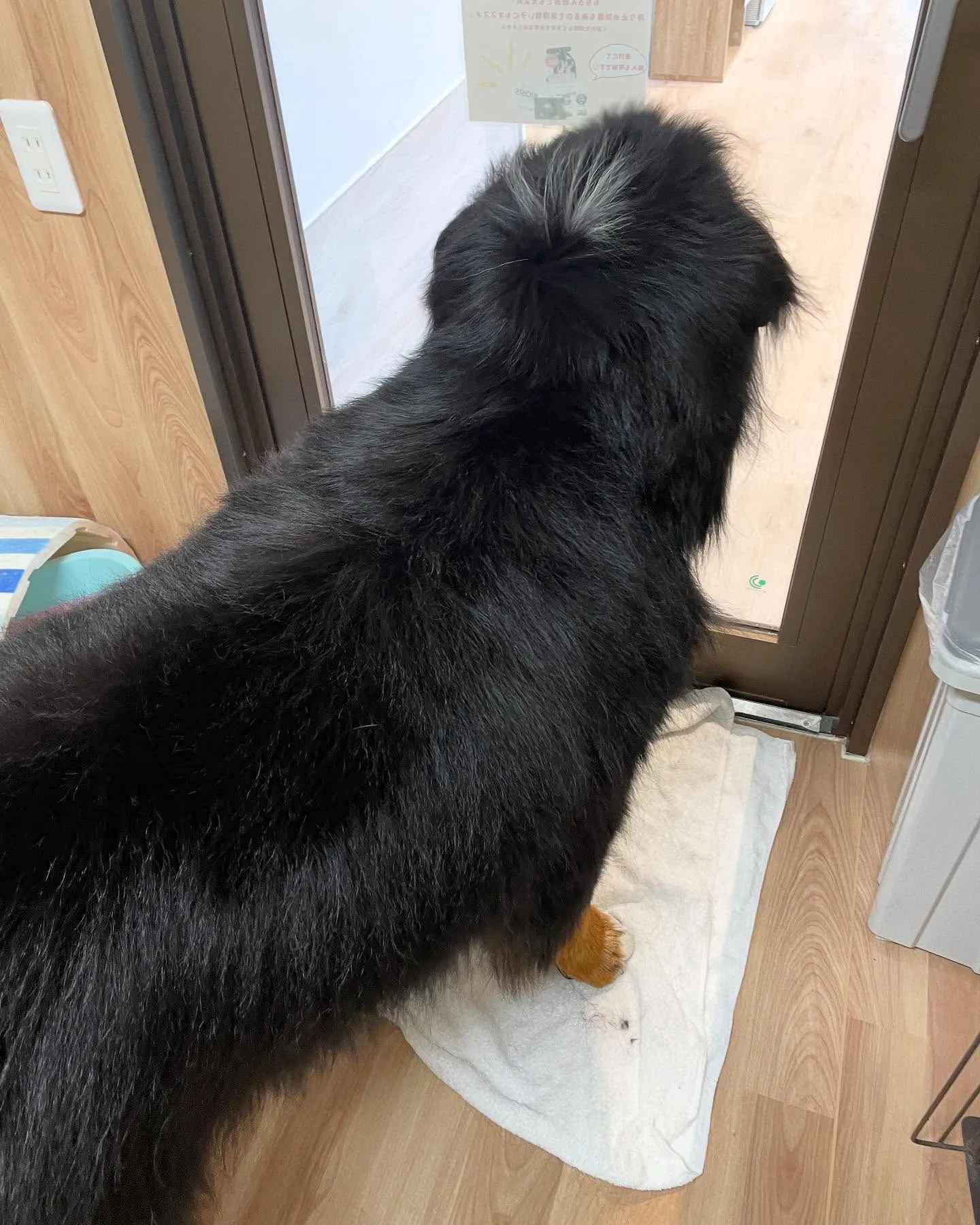 🍃今日のトリミング🍃バーニーズマウンテンドッグ🐶｜名東区・千...