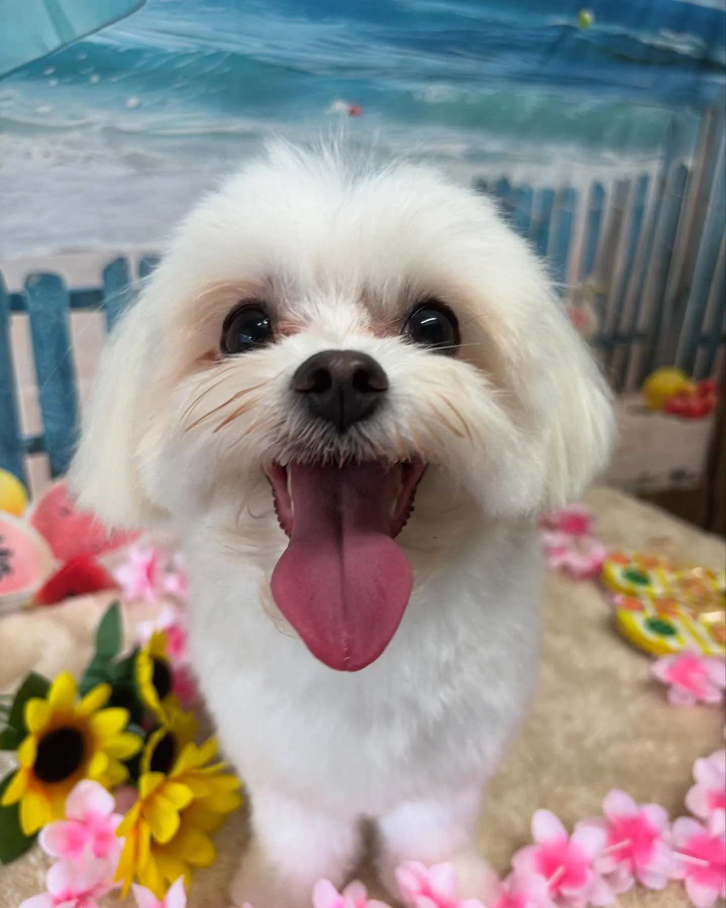 🍃今日のトリミング🍃マルチーズ🐶｜名東区・千種区・守山区の動...