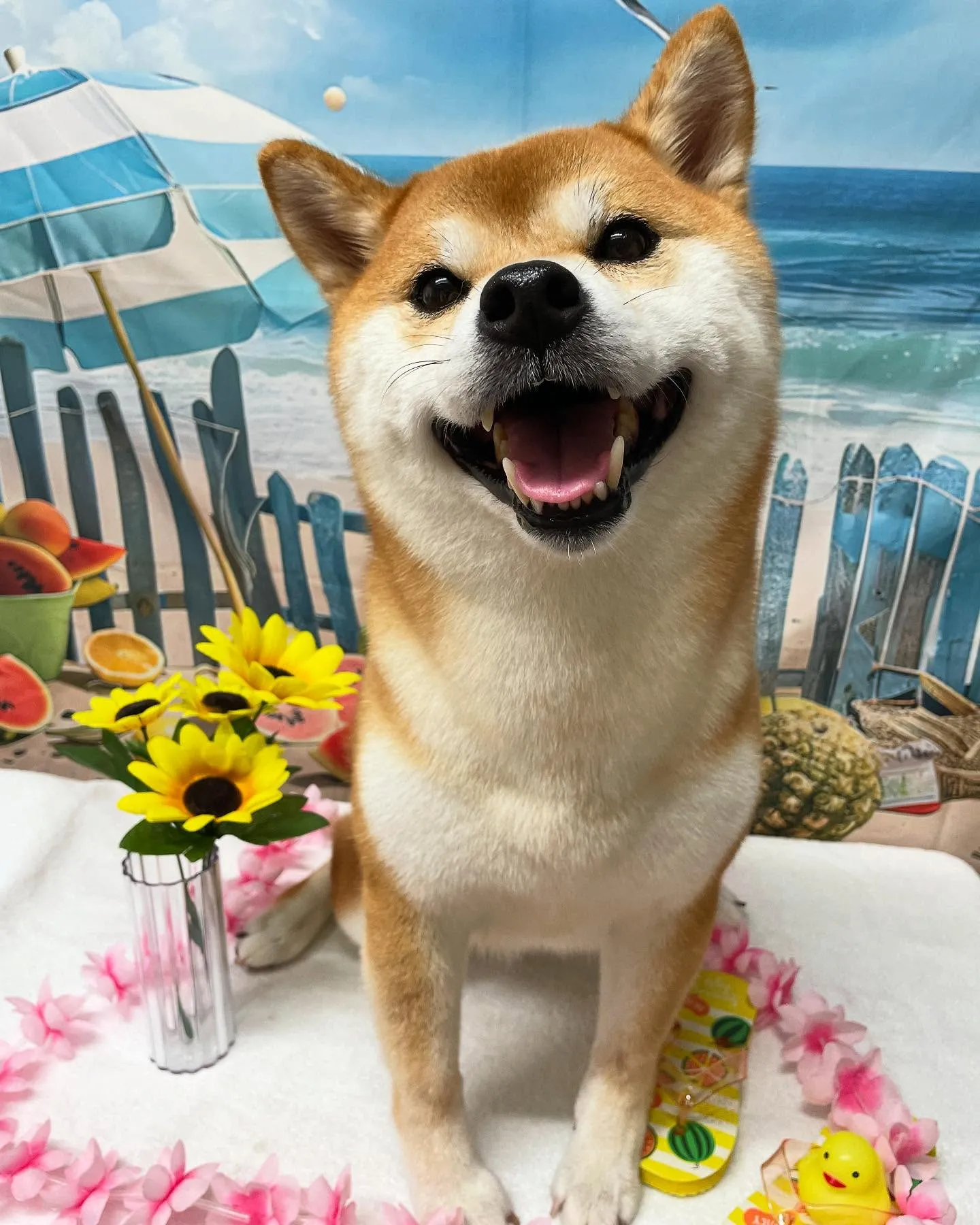 🍃今日のトリミング🍃柴犬🐶｜名東区・千種区・守山区の動物病院...