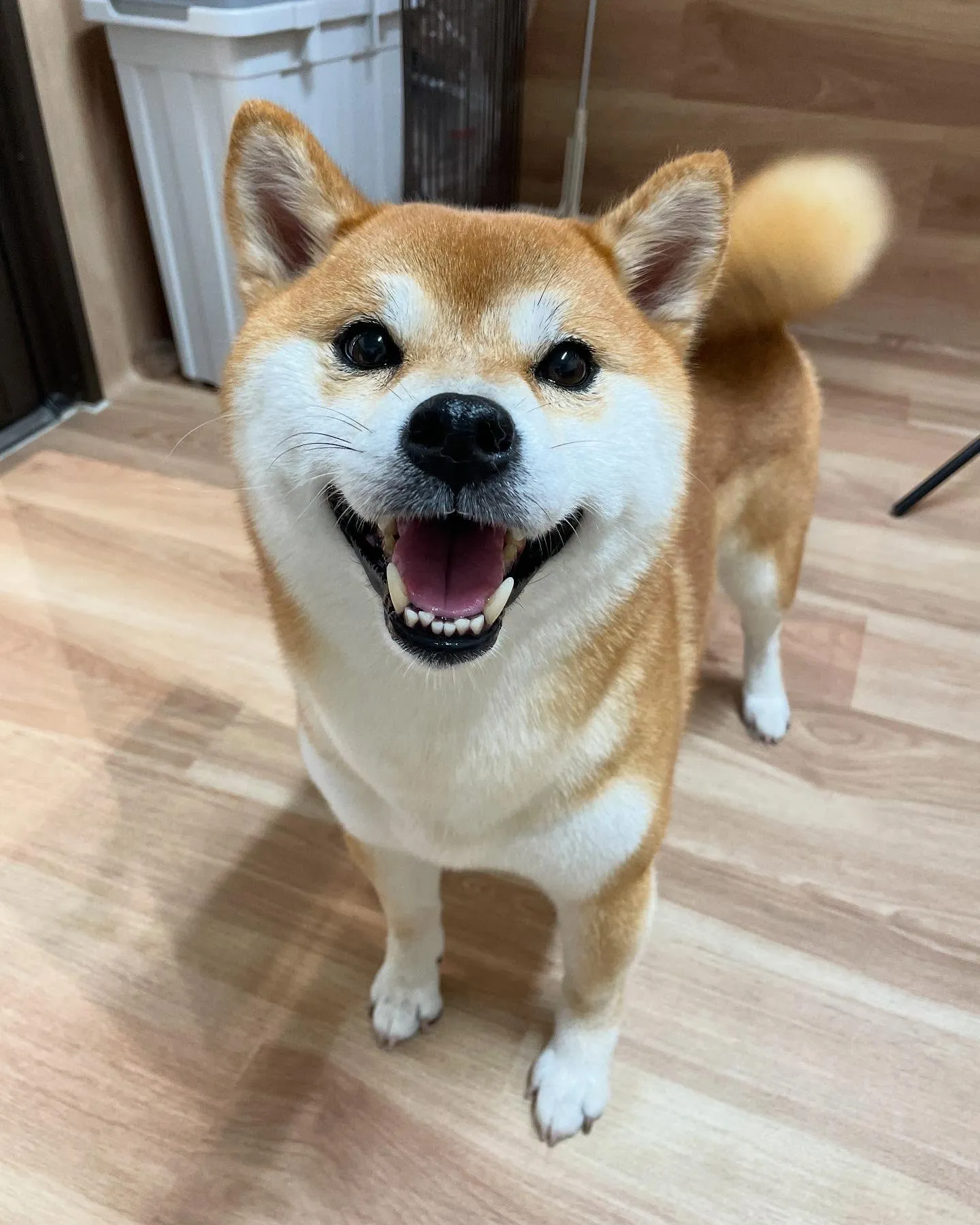 🍃今日のトリミング🍃柴犬🐶｜名東区・千種区・守山区の動物病院...