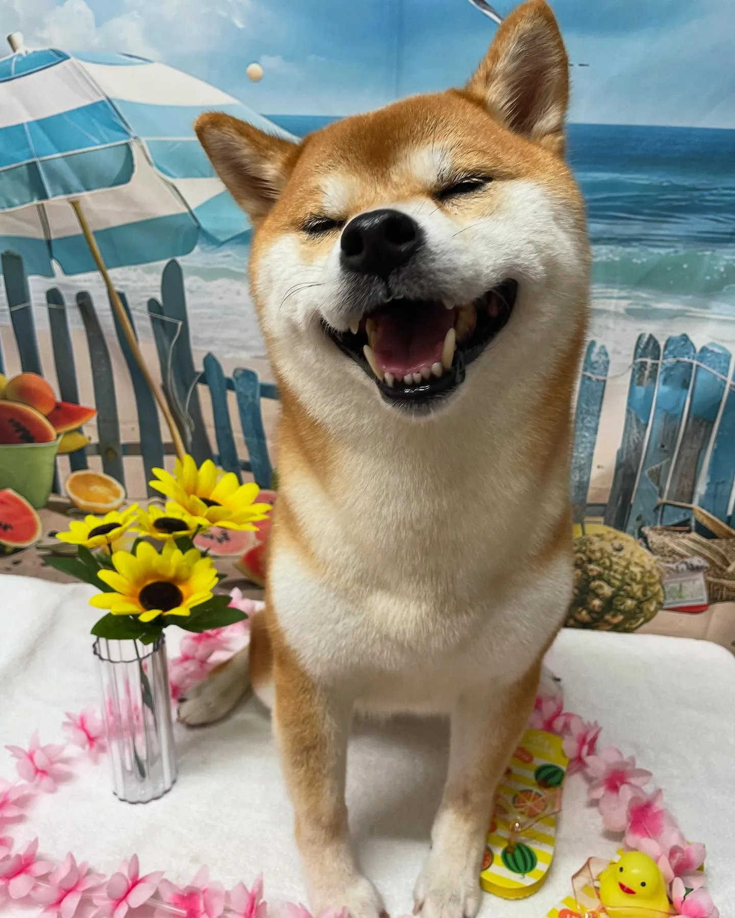 🍃今日のトリミング🍃柴犬🐶｜名東区・千種区・守山区の動物病院...