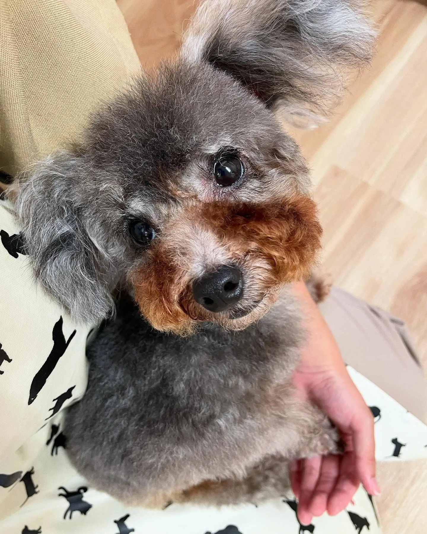 🍃今日のトリミング🍃プードル🐶｜名東区・千種区・守山区の動物...