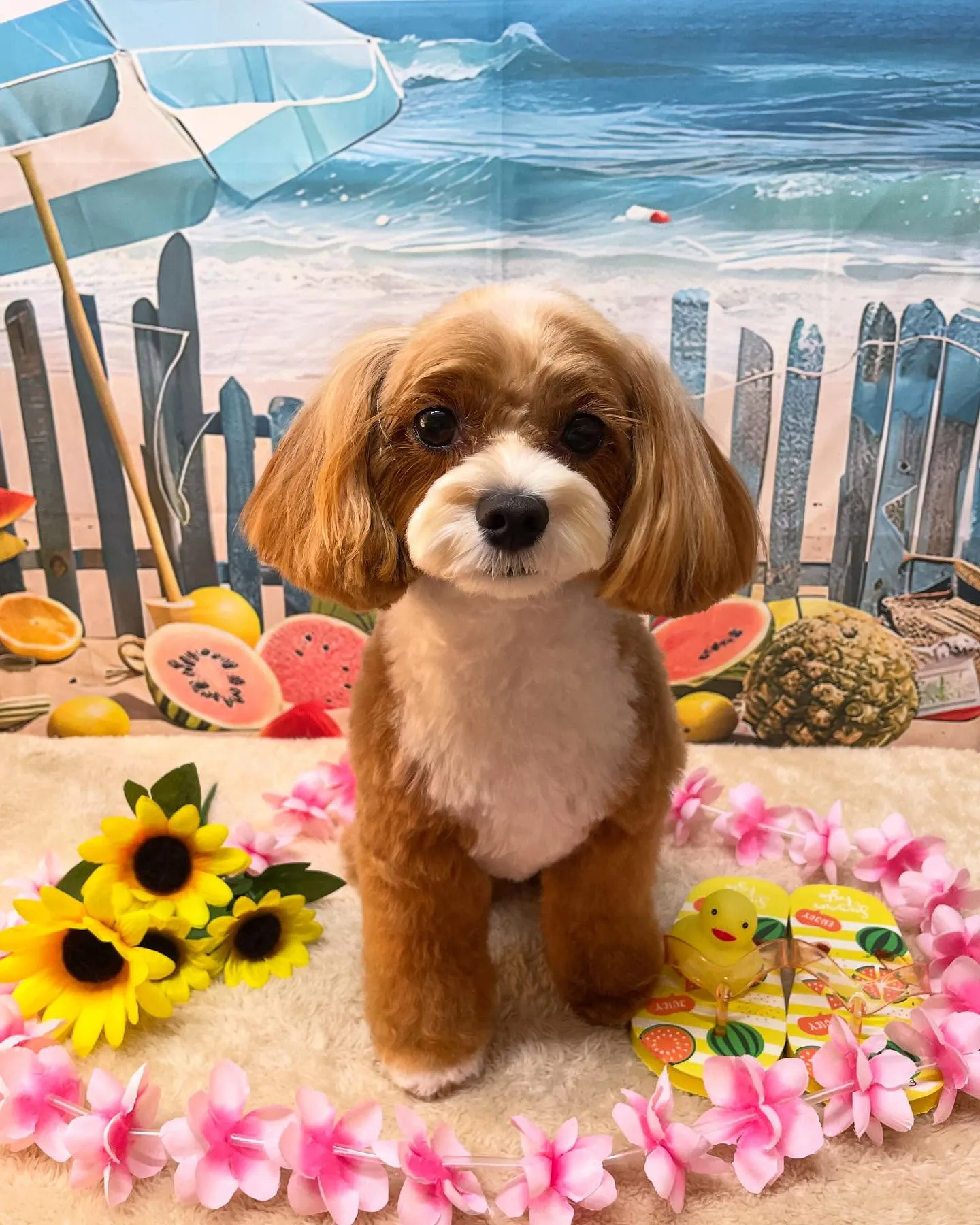 🍃今日のトリミング🍃チワワ🐶MIX犬🐶｜名東区・千種区・守山...