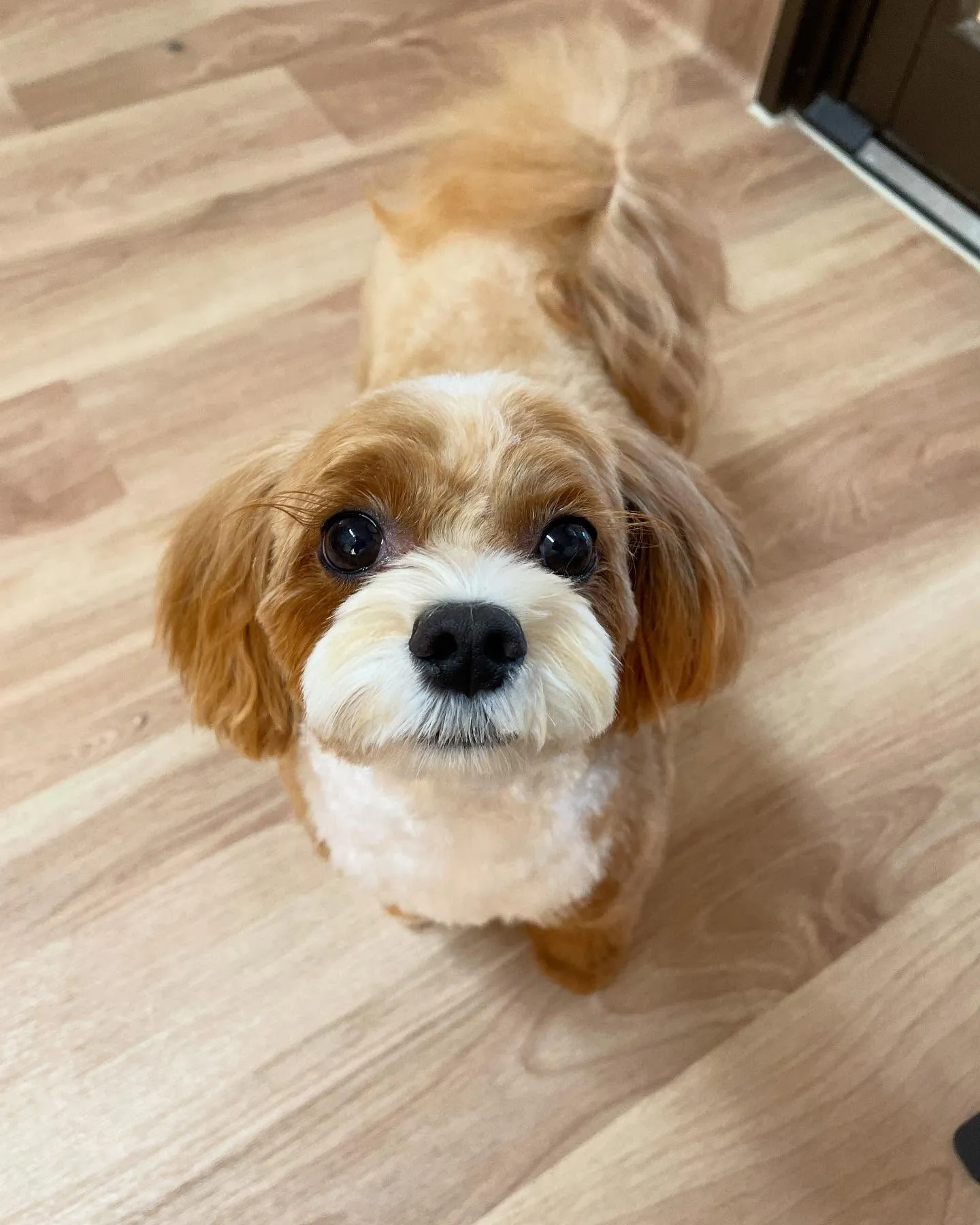 🍃今日のトリミング🍃チワワ🐶MIX犬🐶｜名東区・千種区・守山...
