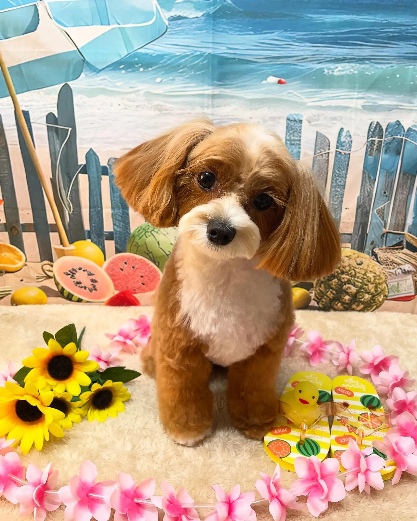 🍃今日のトリミング🍃チワワ🐶MIX犬🐶｜名東区・千種区・守山...