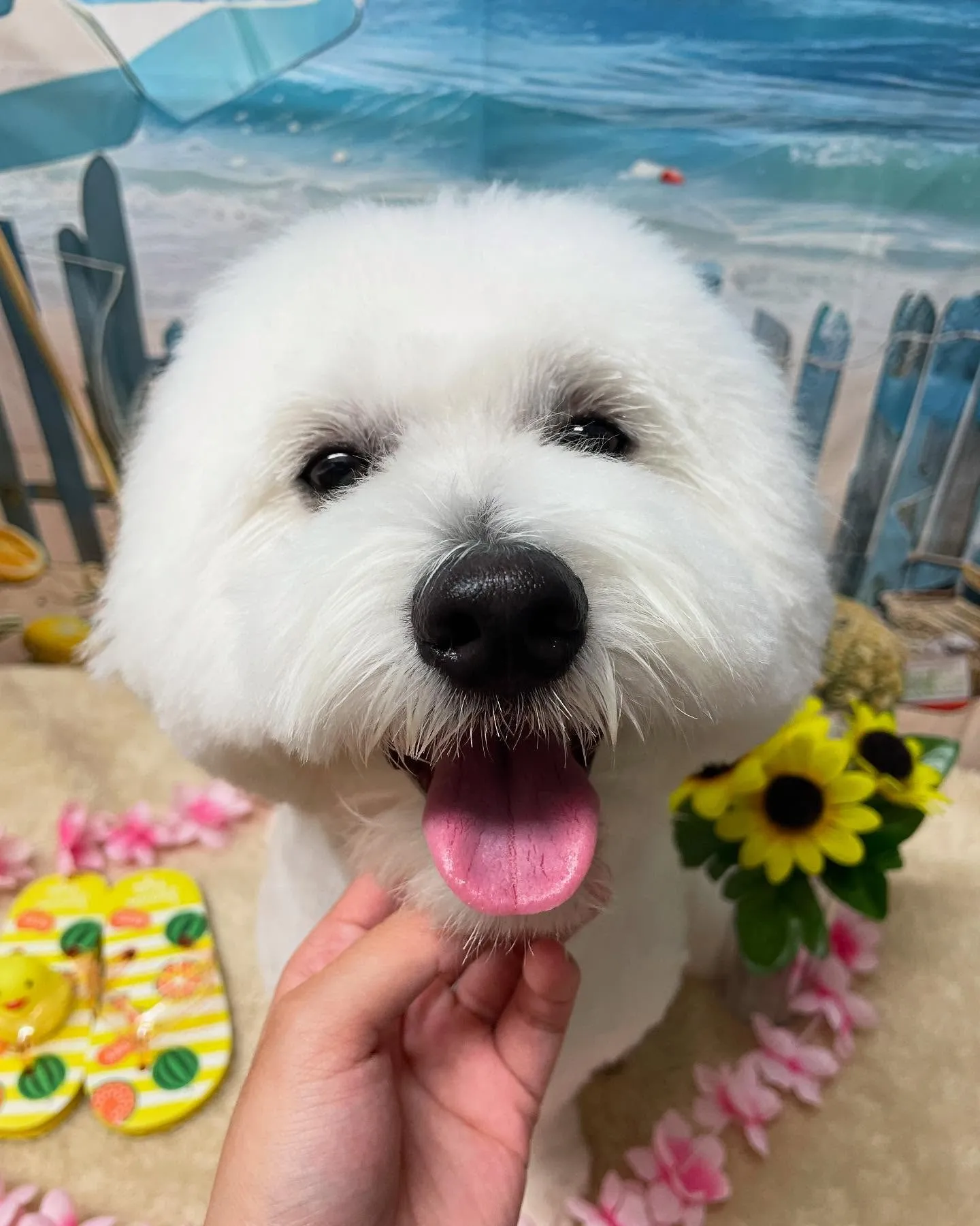 🍃今日のトリミング🍃MIX犬🐶｜名東区・千種区・守山区の動物...