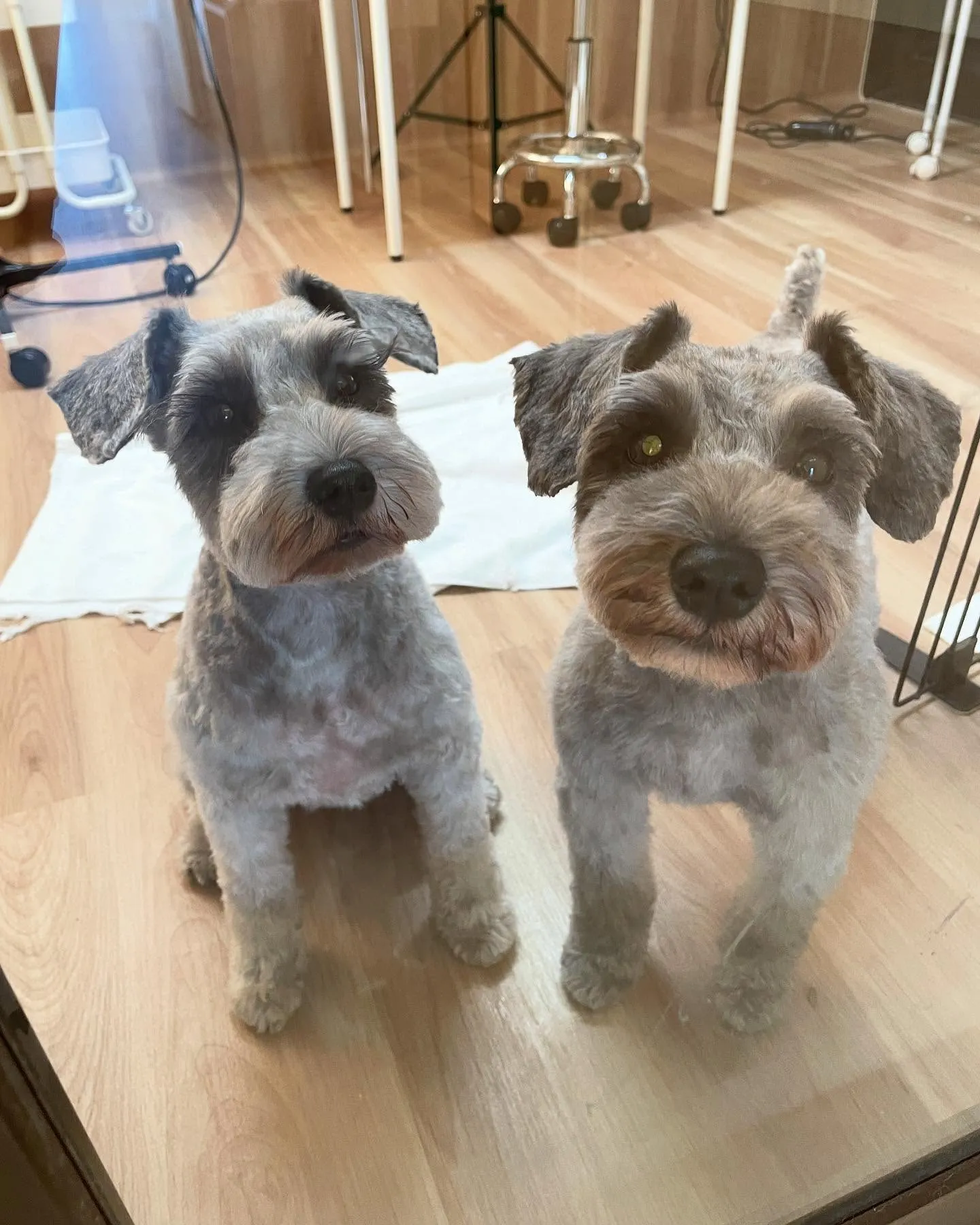 🍃今日のトリミング🍃シュナウザー🐶｜名東区・千種区・守山区の...