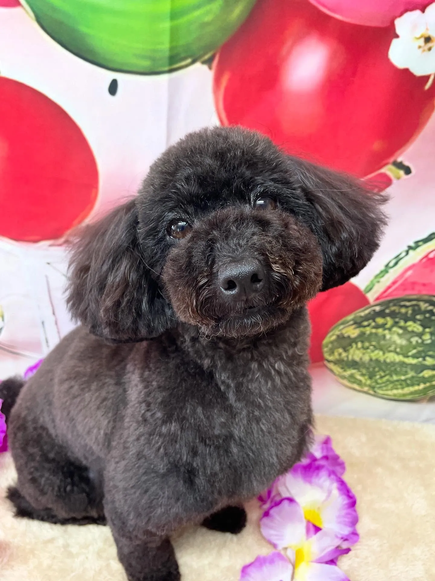🍃今日のトリミング🍃プードル🐶｜名東区・千種区・守山区の動物...