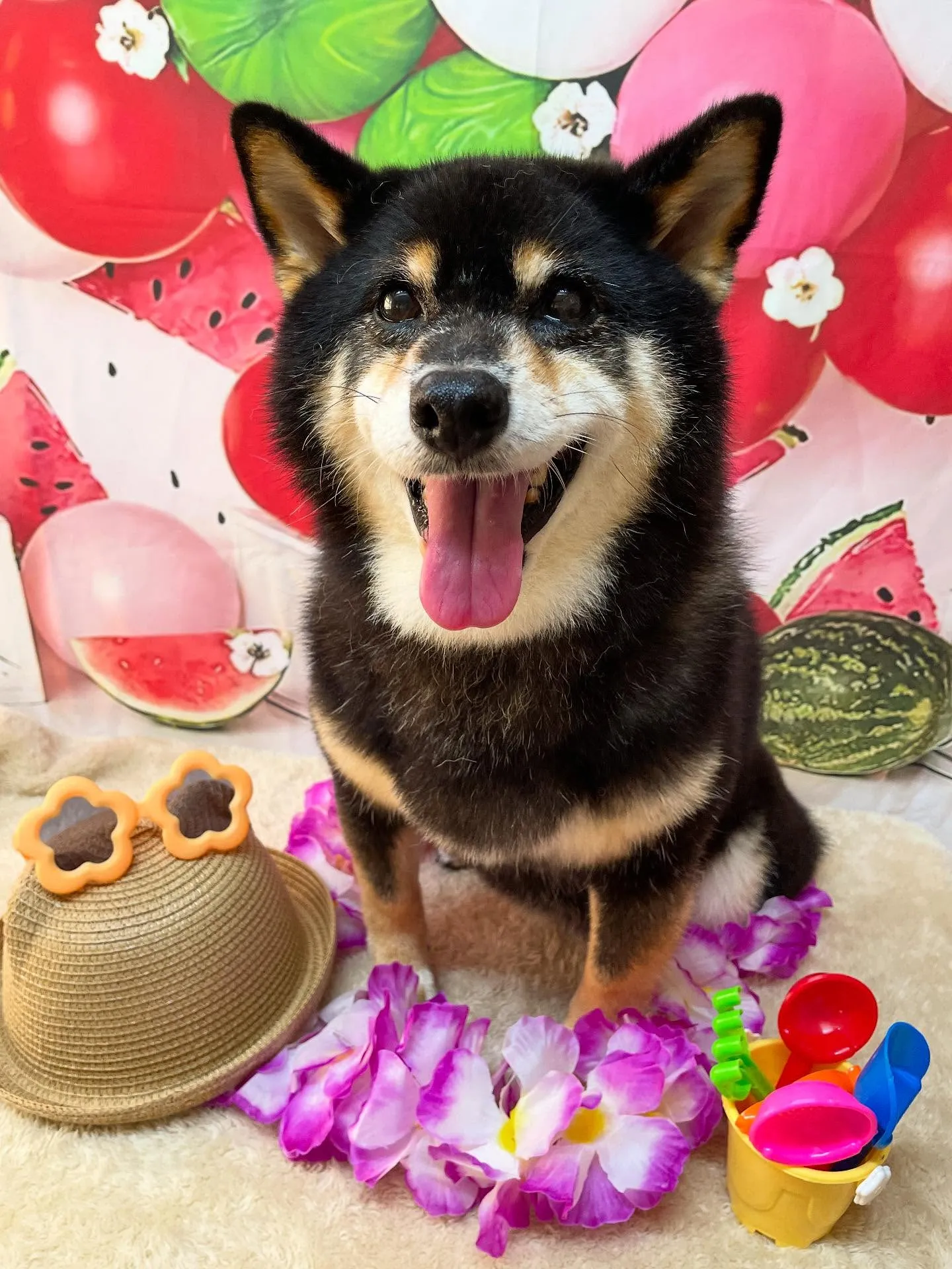 🍃今日のトリミング🍃柴犬🐶｜名東区・千種区・守山区の動物病院...